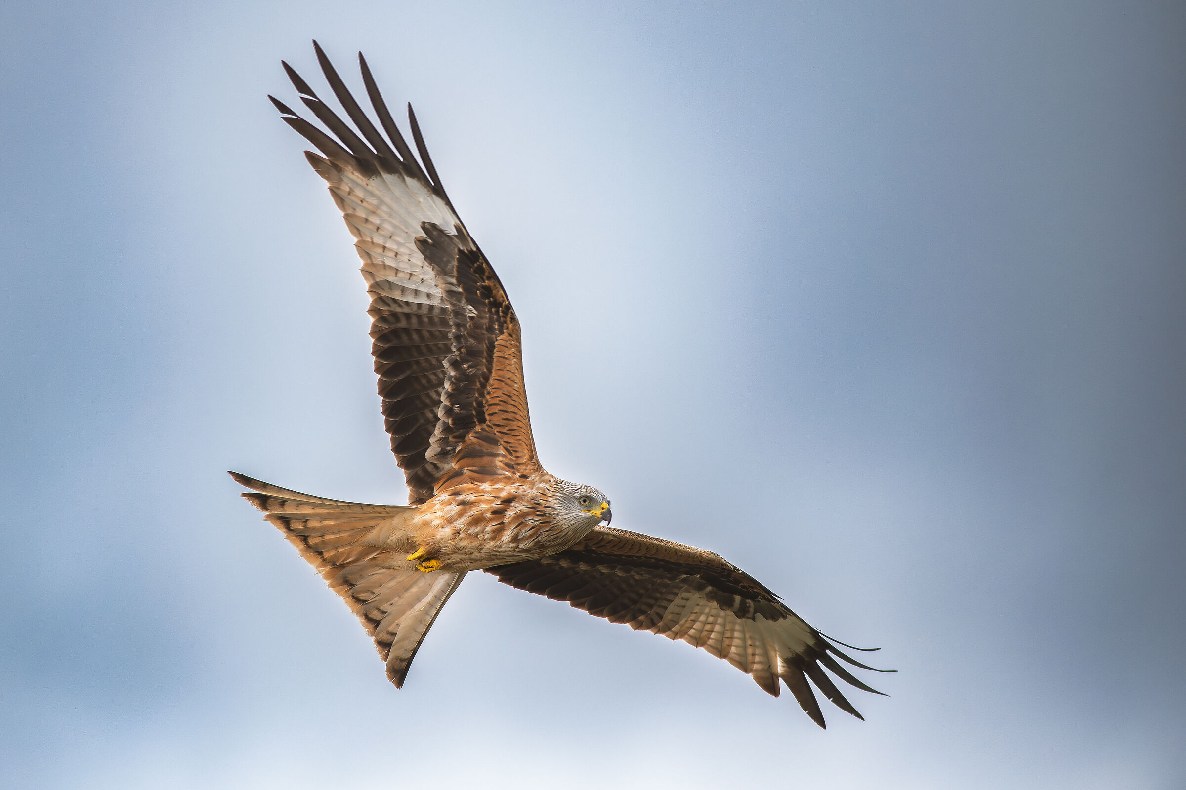 Red Kite in Flight II