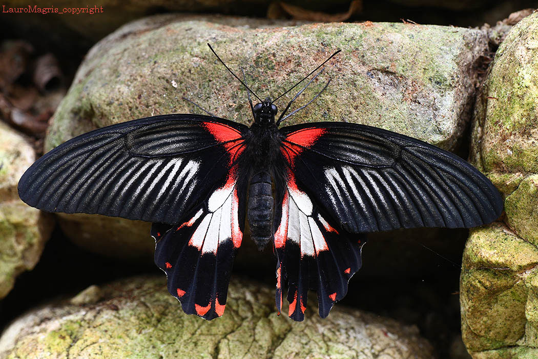 The scarlet mormon