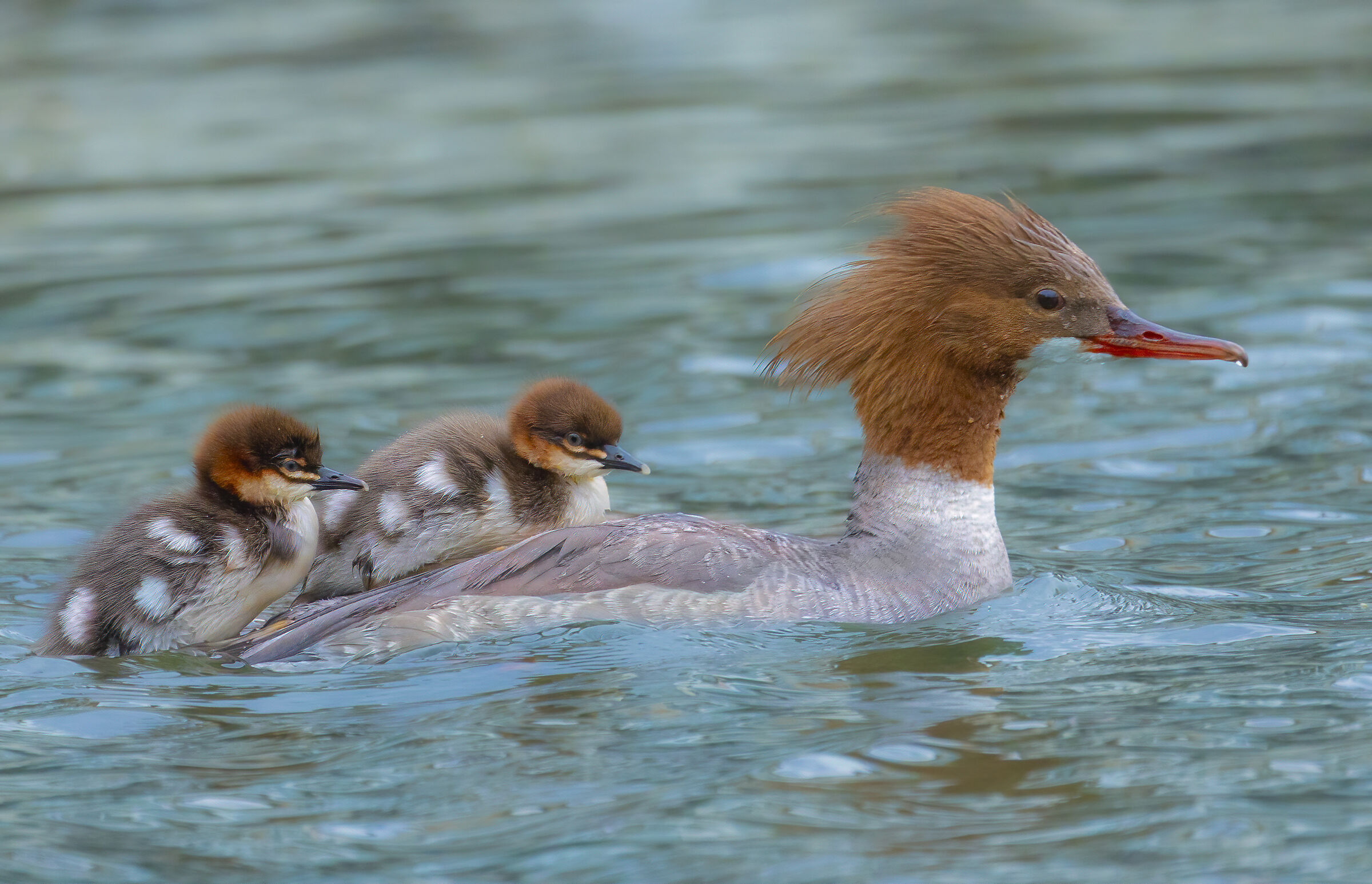 a spasso con mamma,smergo maggiore femmina