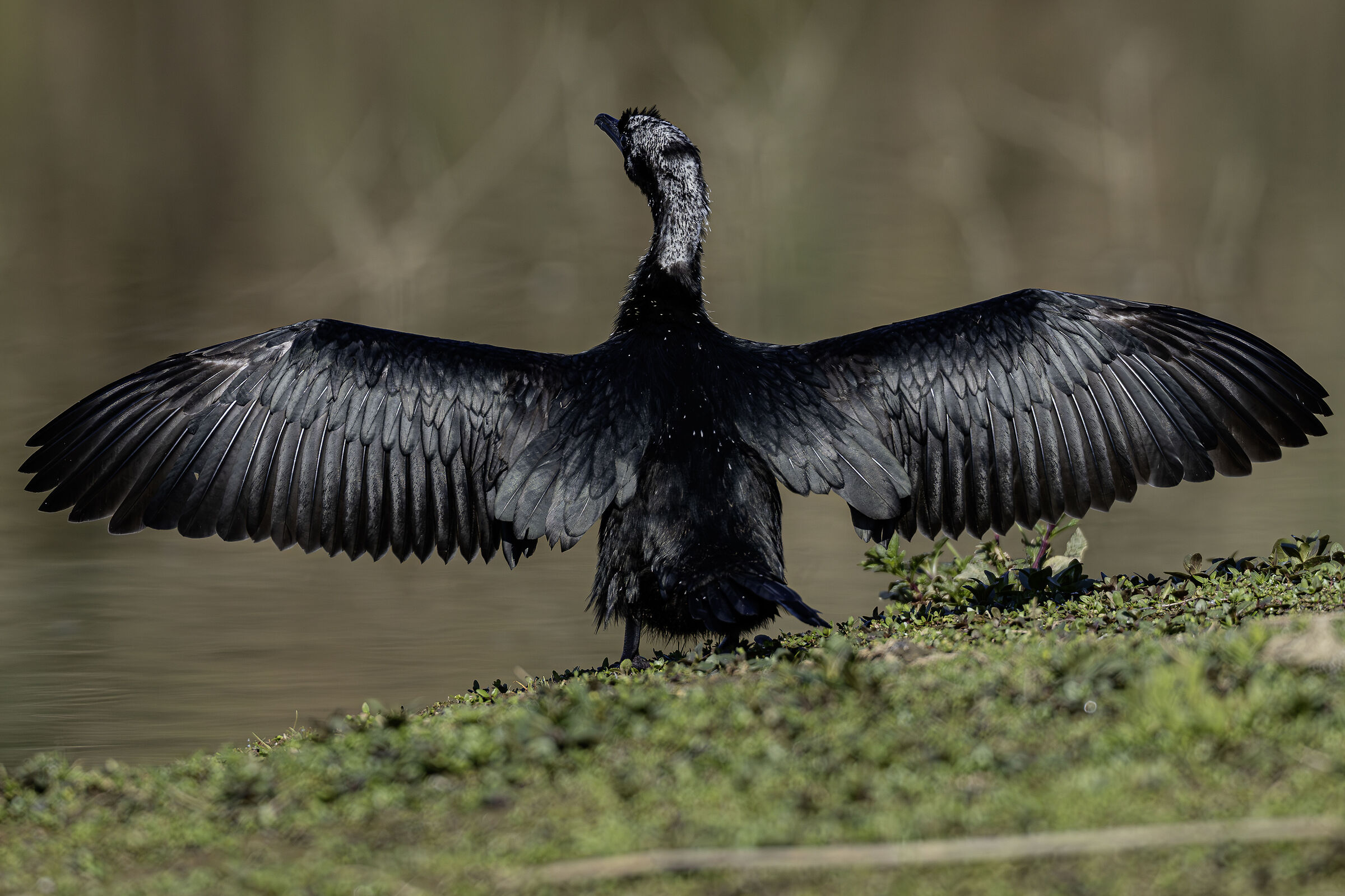 50 sfumature di nero