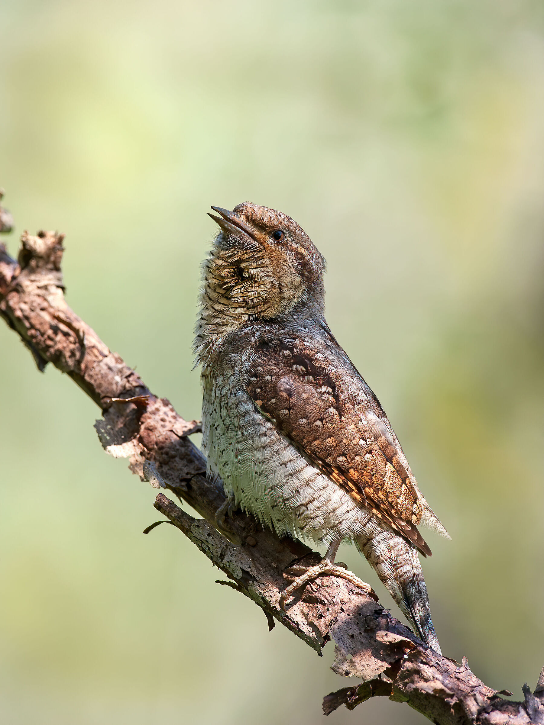 Wryneck