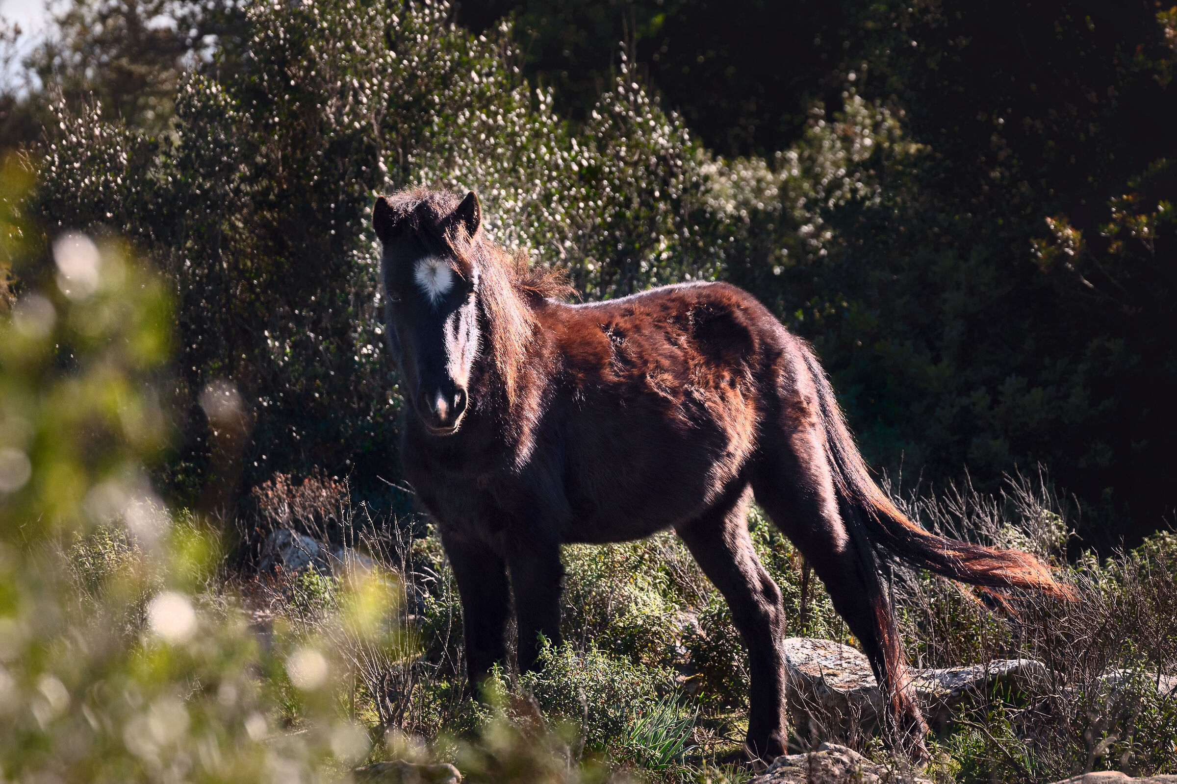 Cavallino della Giara