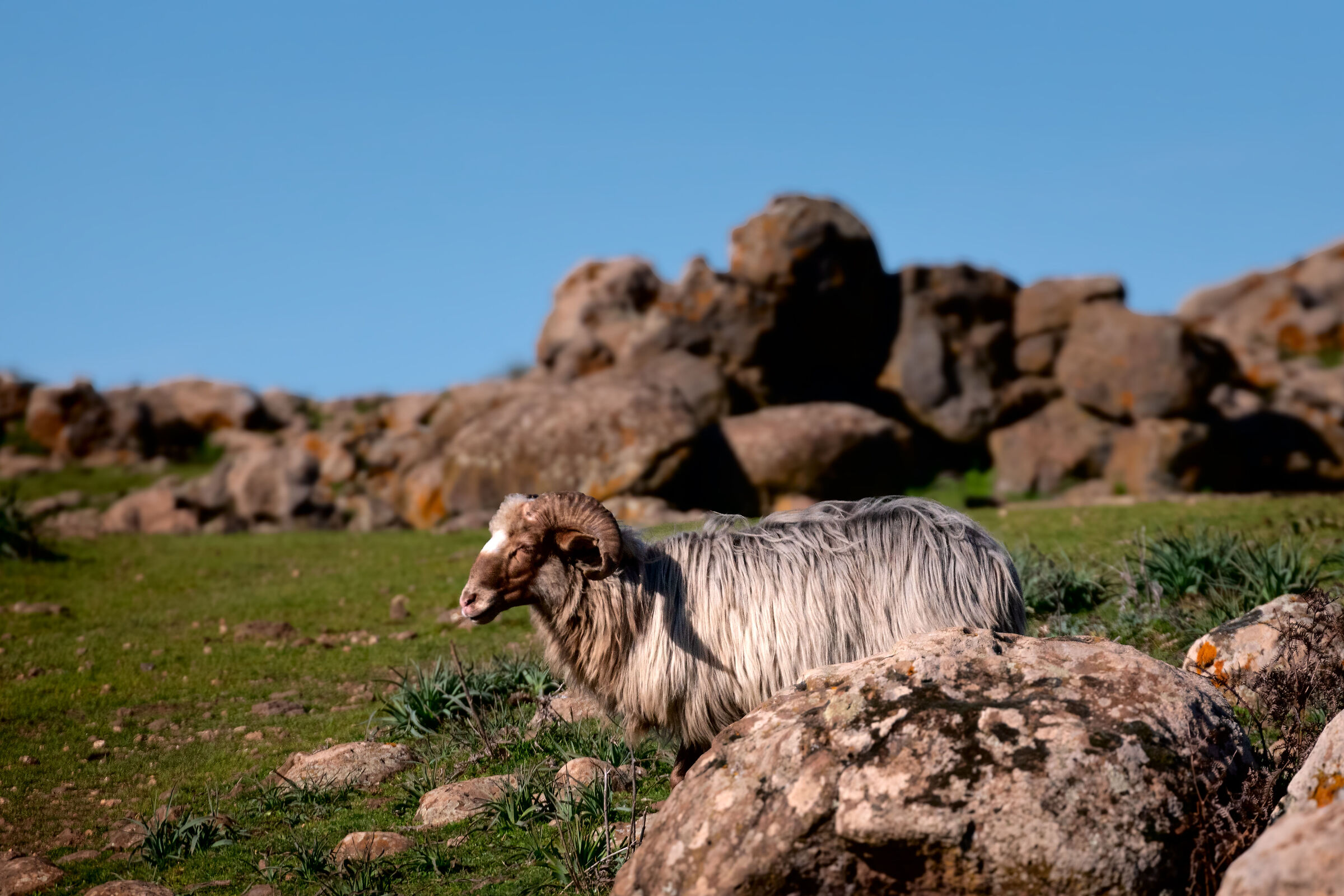 Ariete durante un sonnellino