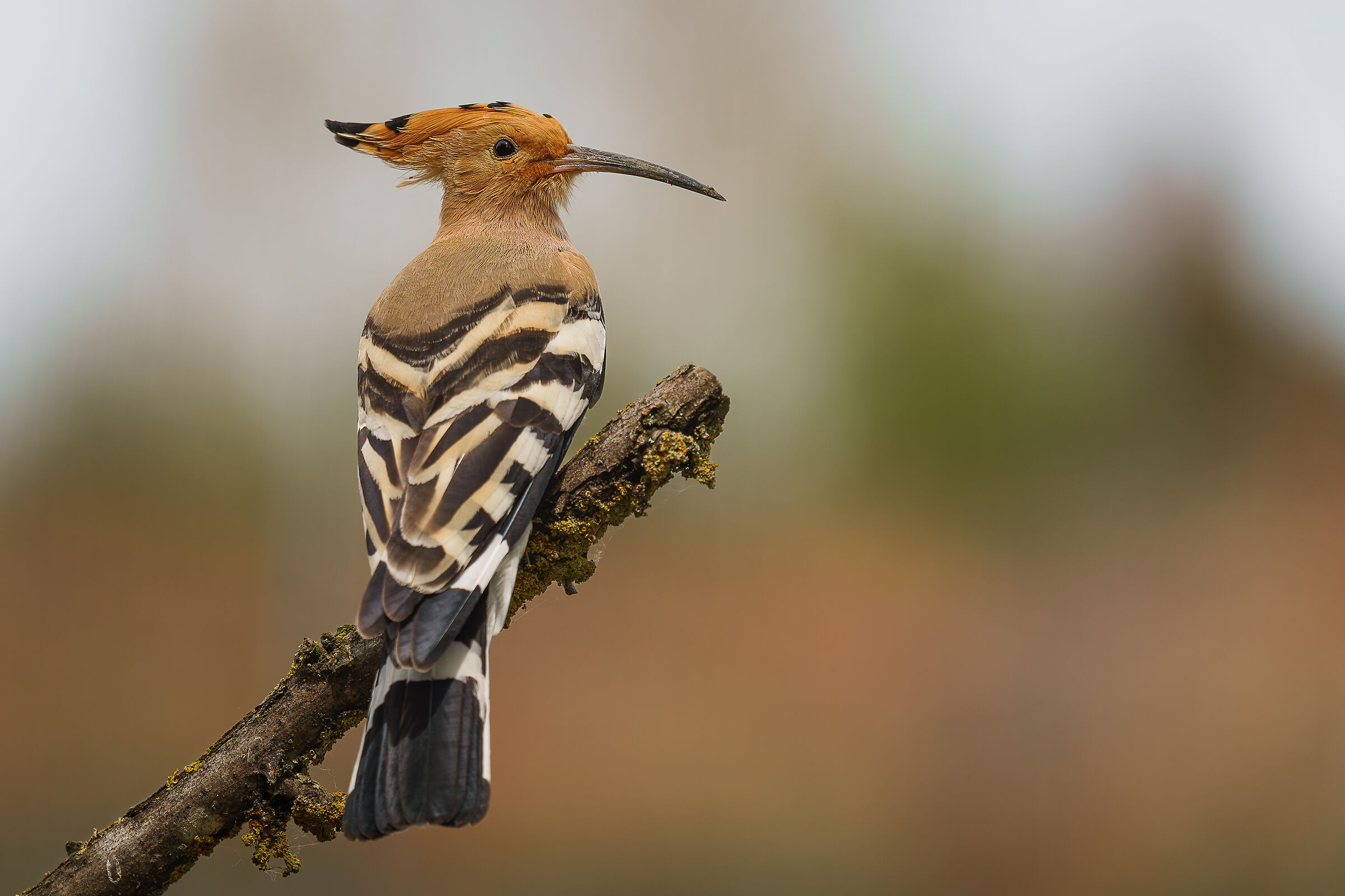 hoopoe