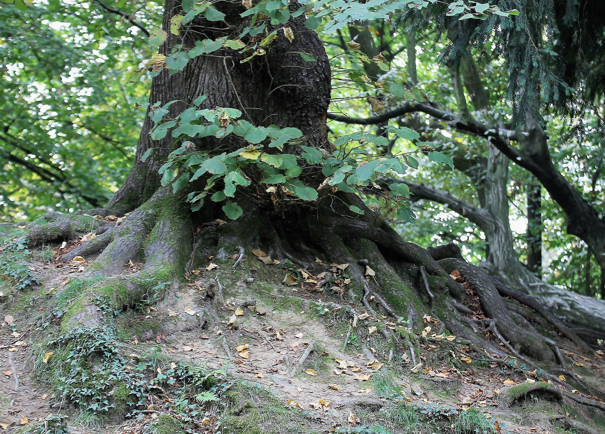 Dove metto le radici