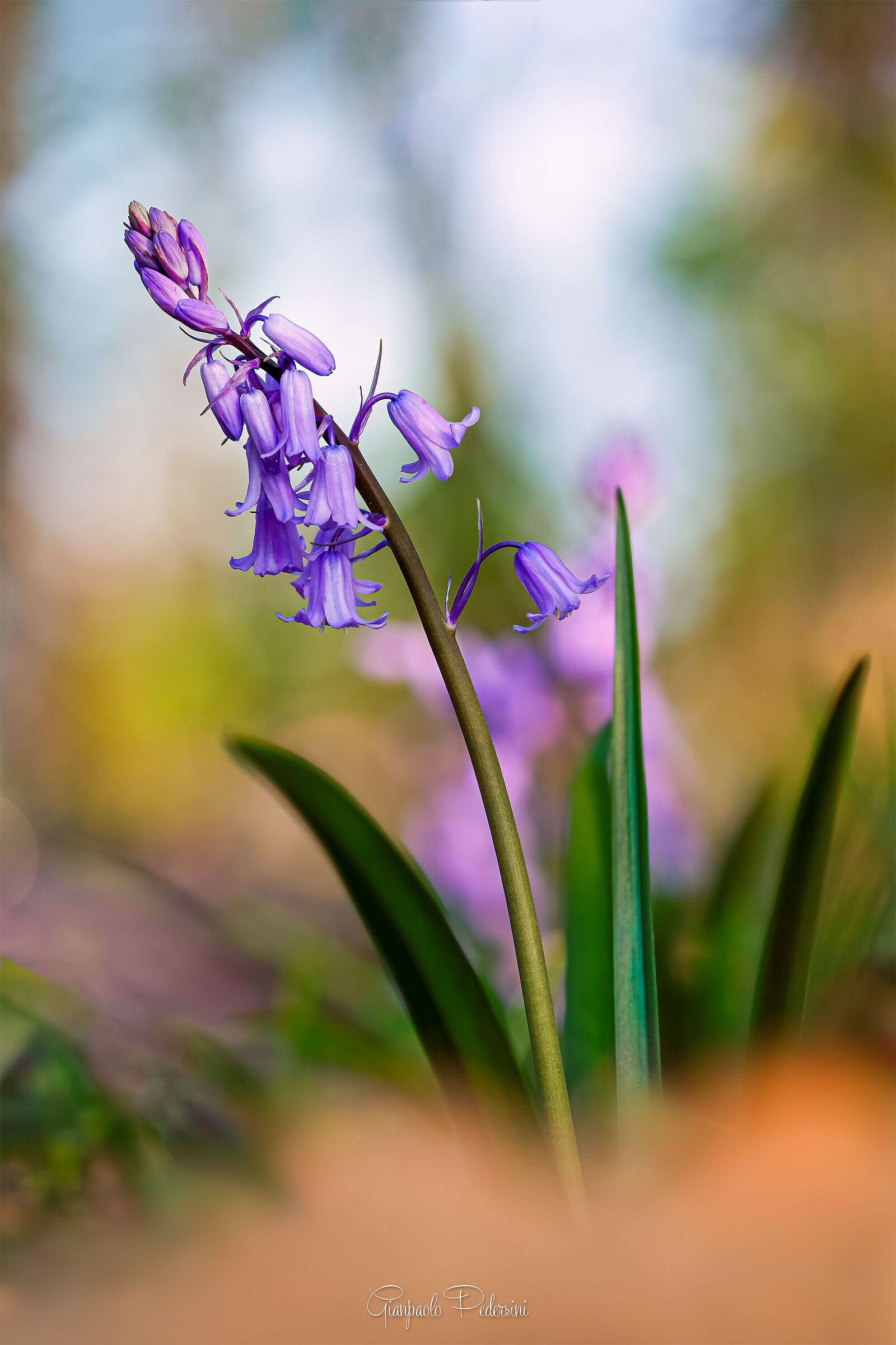 Nel bosco in primavera