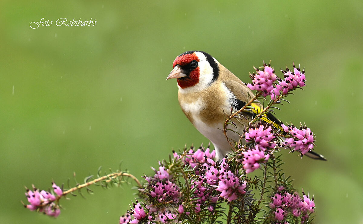 Goldfinch...