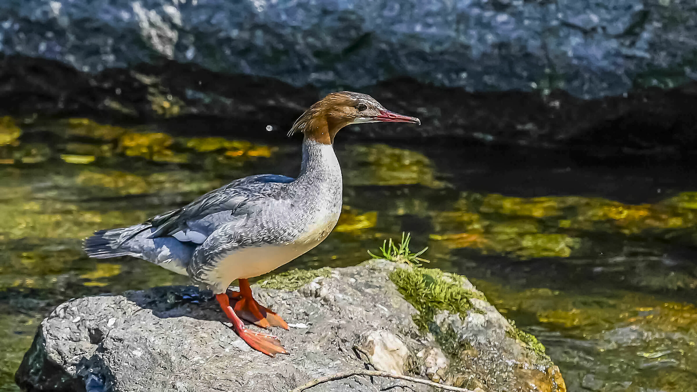 Female Merganser