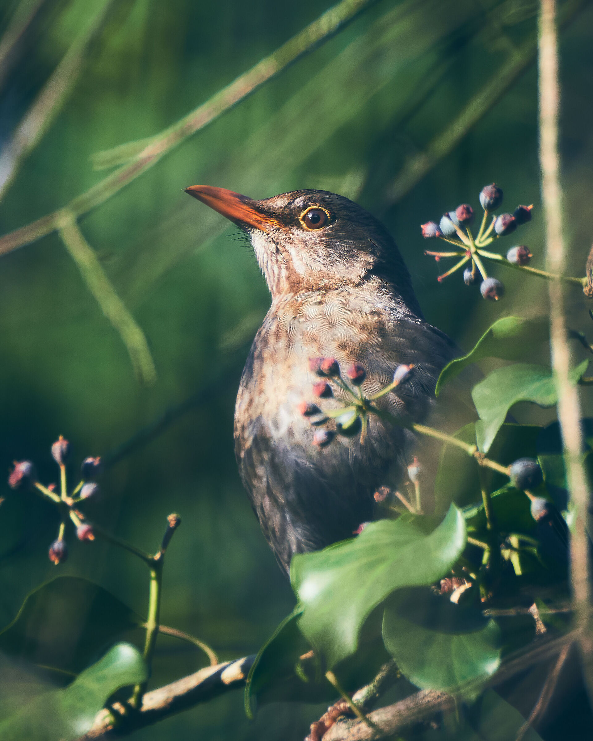 Blackbird