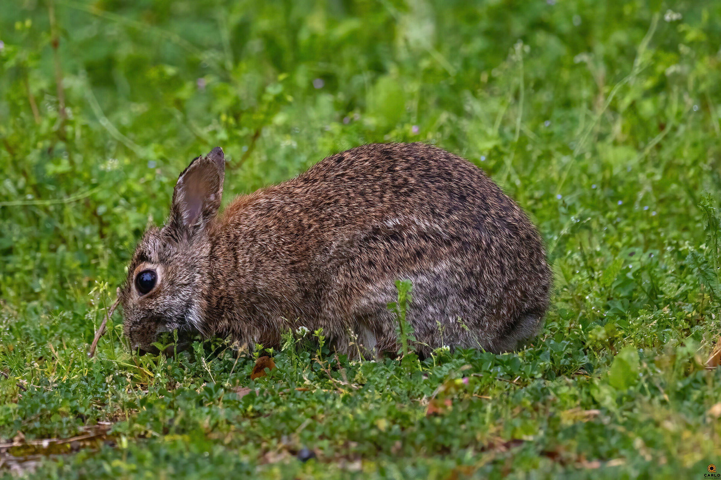 Coniglio selvatico Tanali