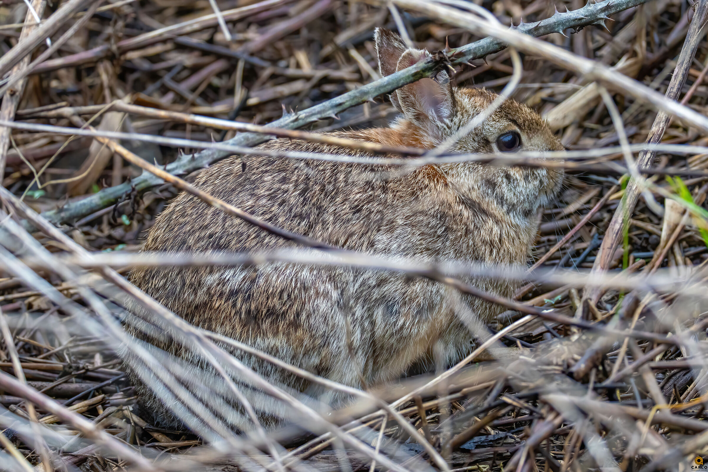 Coniglio selvatico Tanali