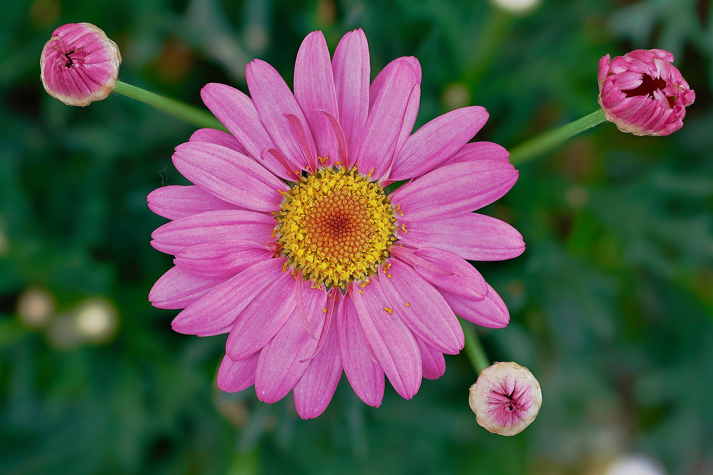 African daisy