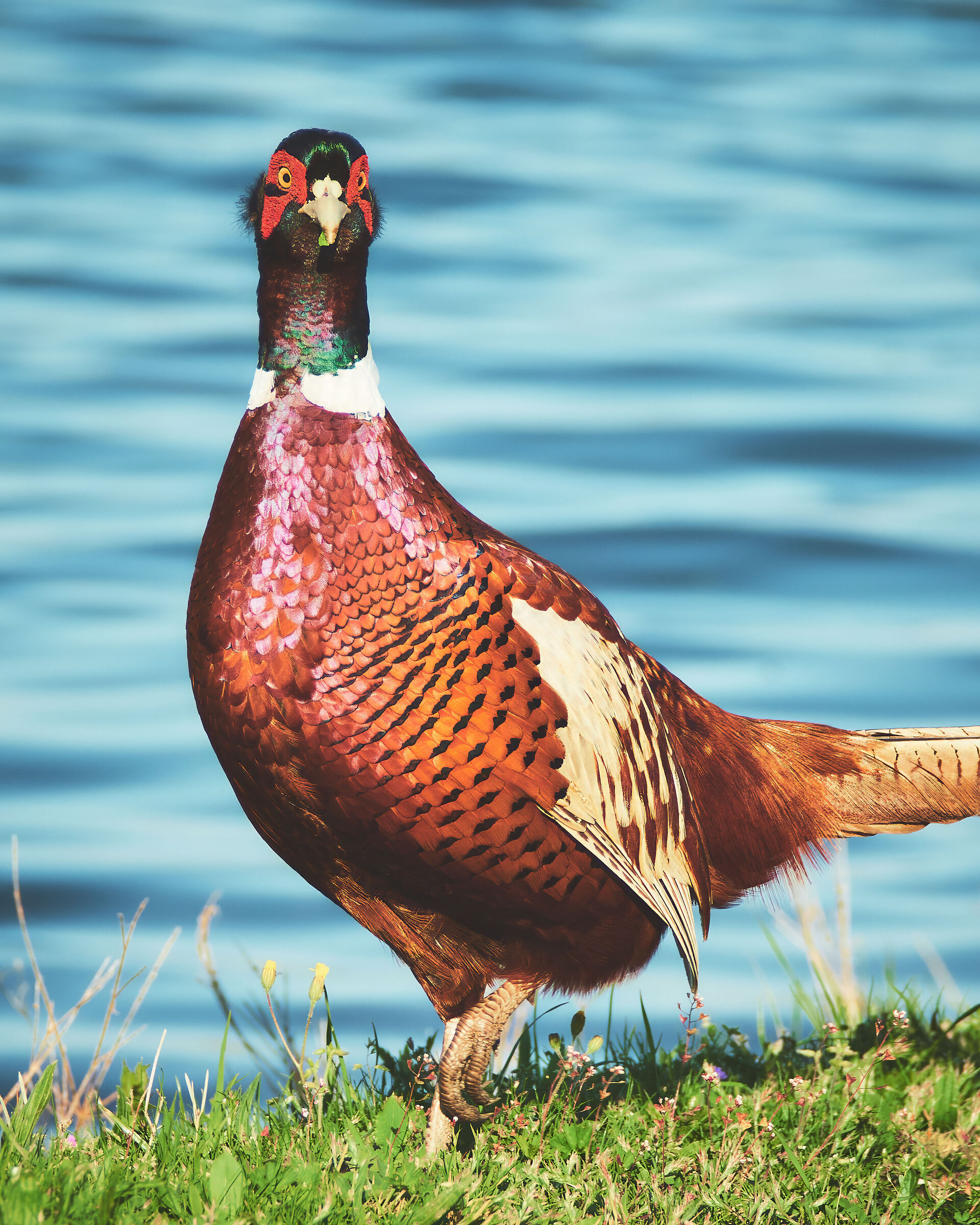 Pheasant