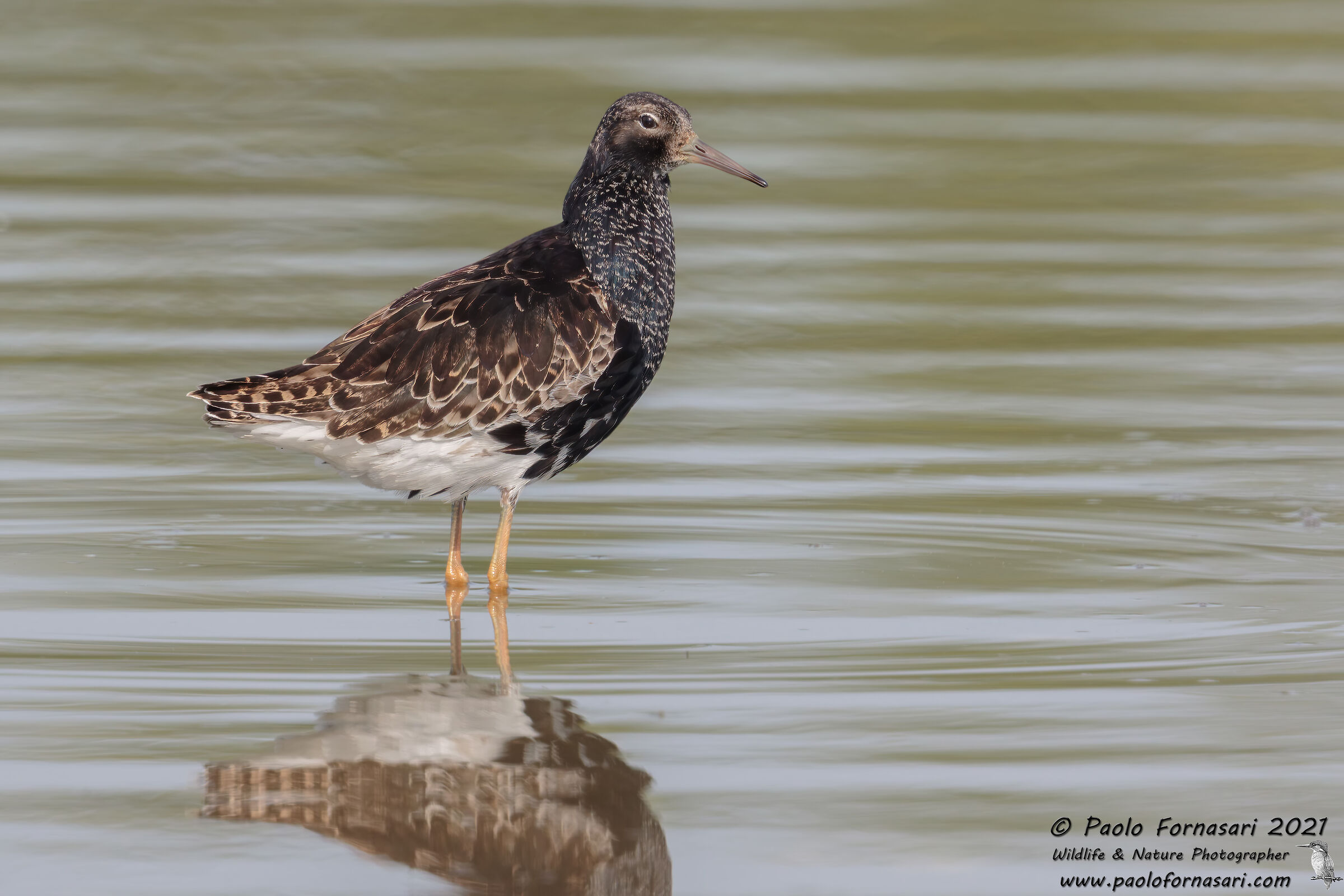 Combattente &male; (Calidris pugnax)