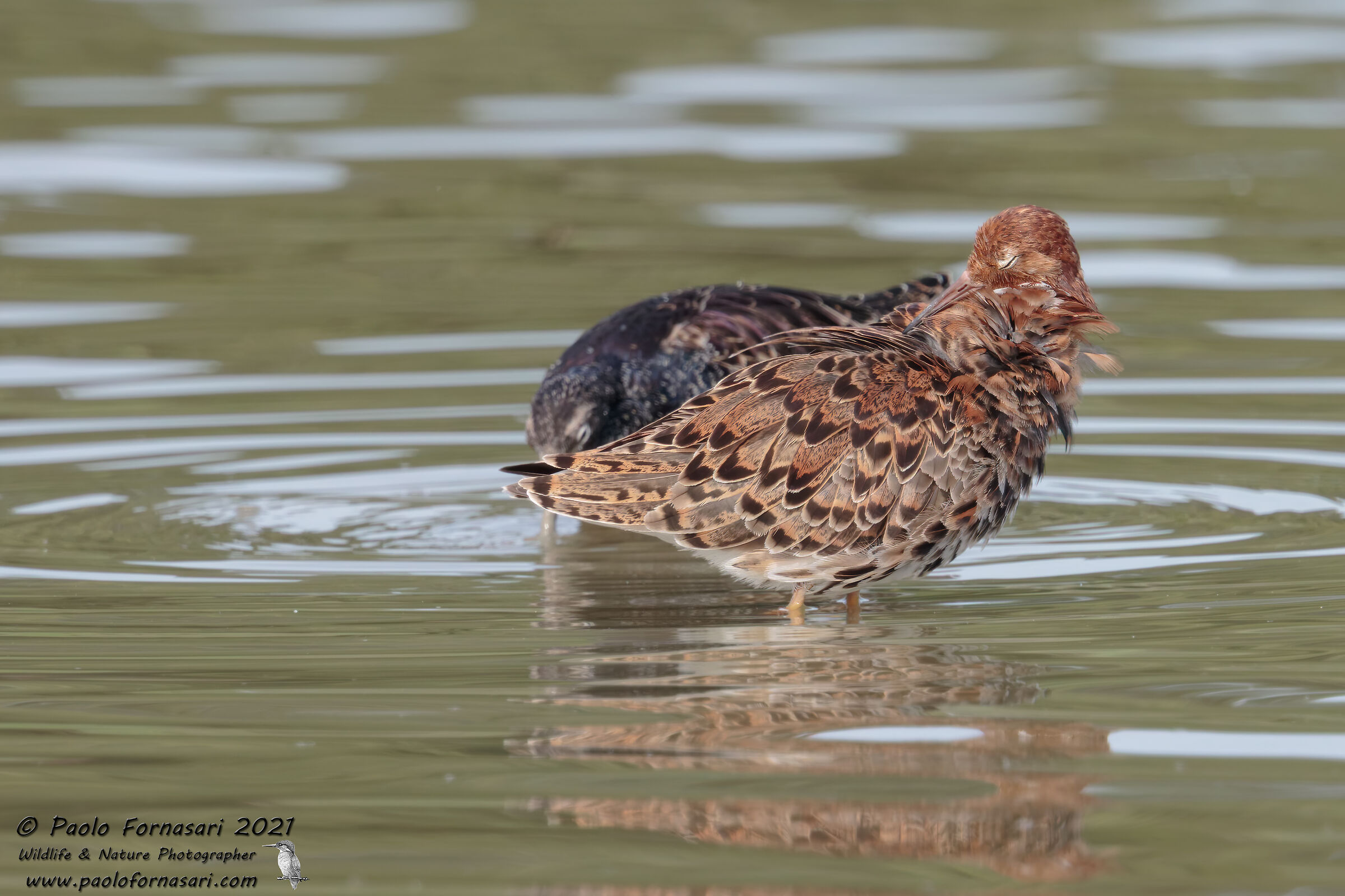 Fighter (Calidris pugnax)