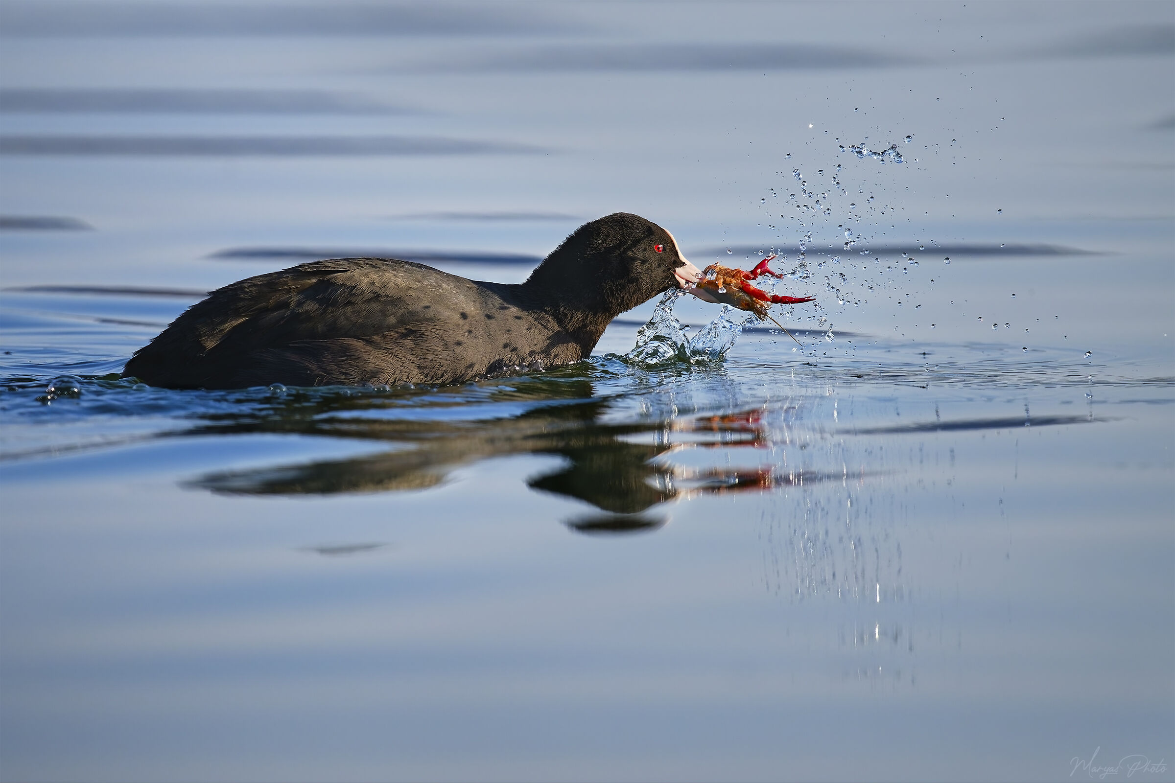 Coot with prey