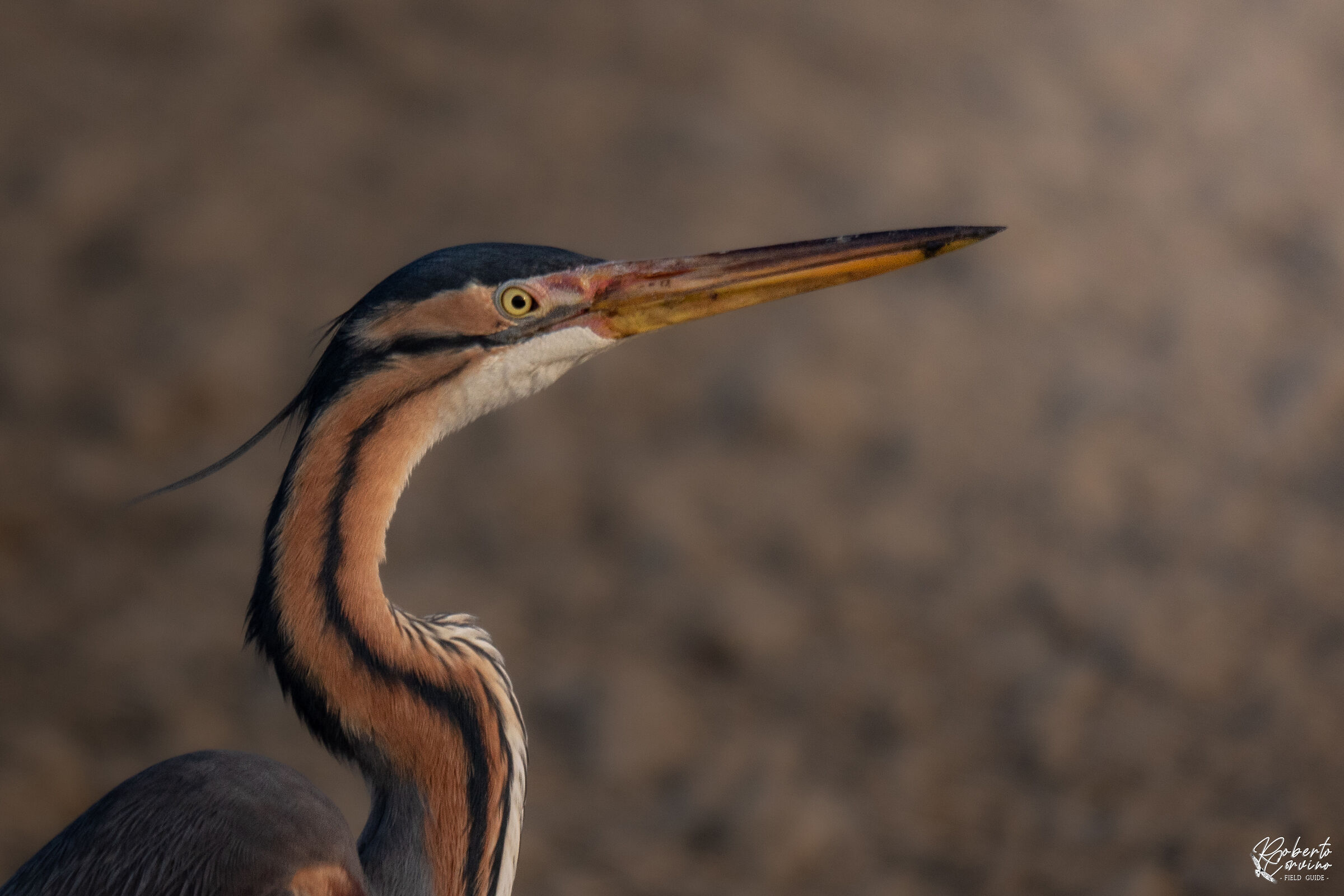 Purple heron
