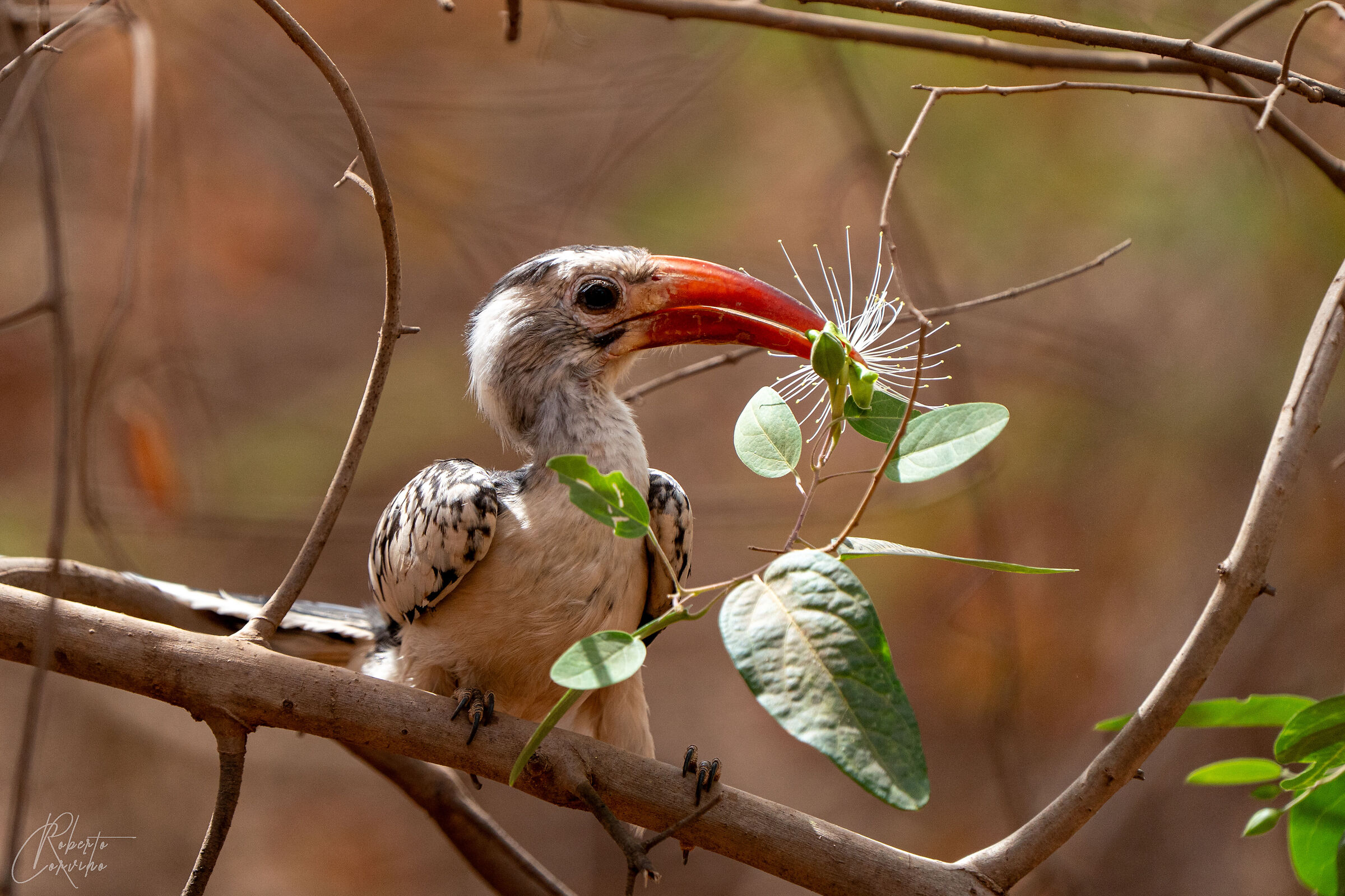 Northern red-billed hornbill (Tockus erythrorhynchus)