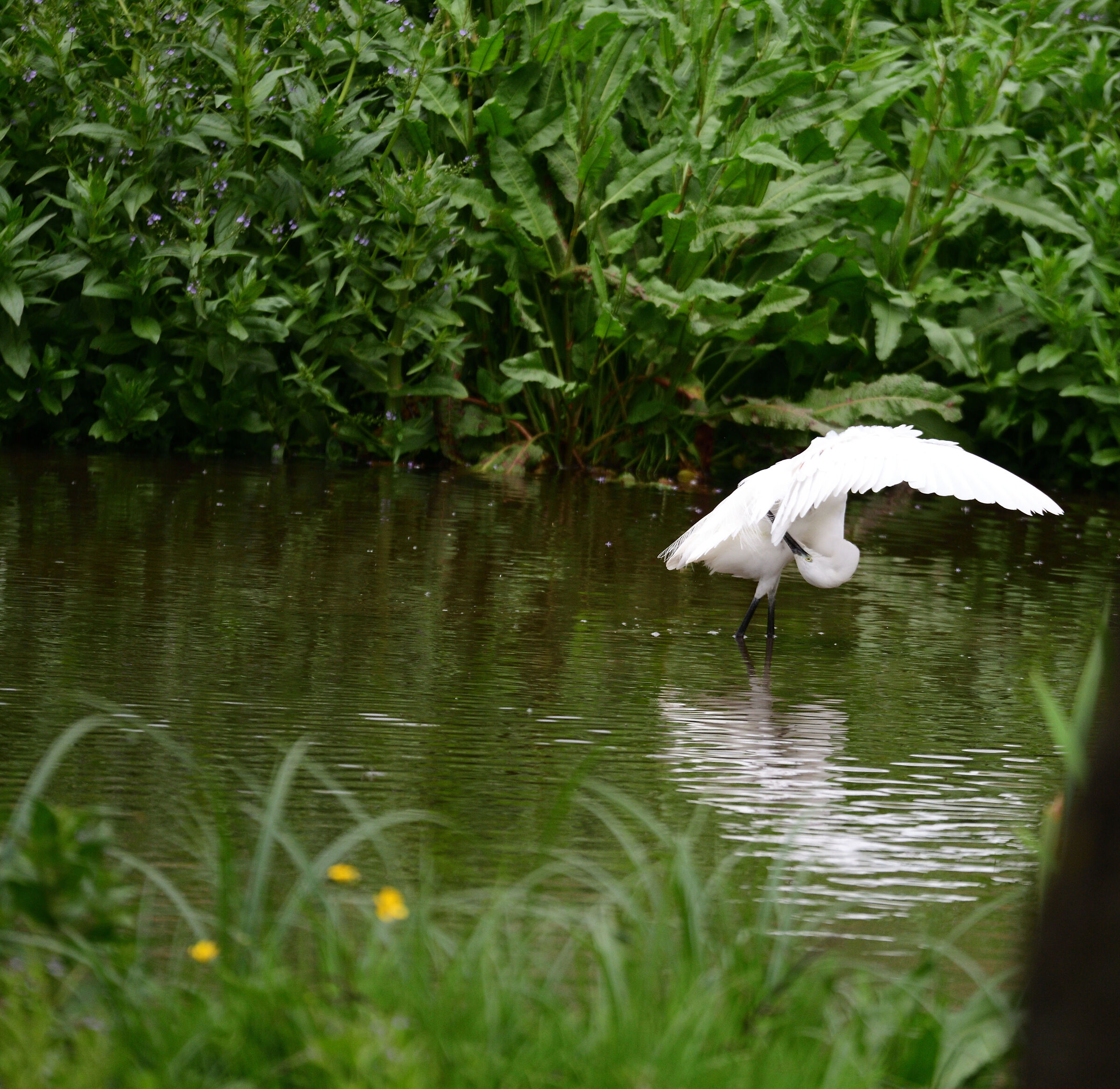 garzetta (Egretta garzetta)