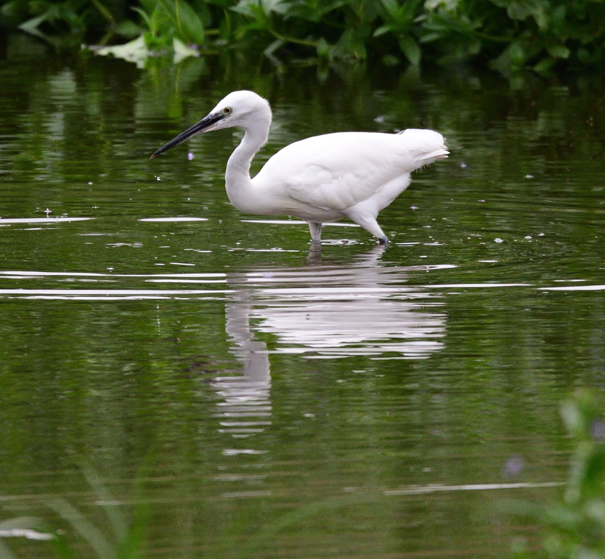 Garzetta (Egretta garzetta)