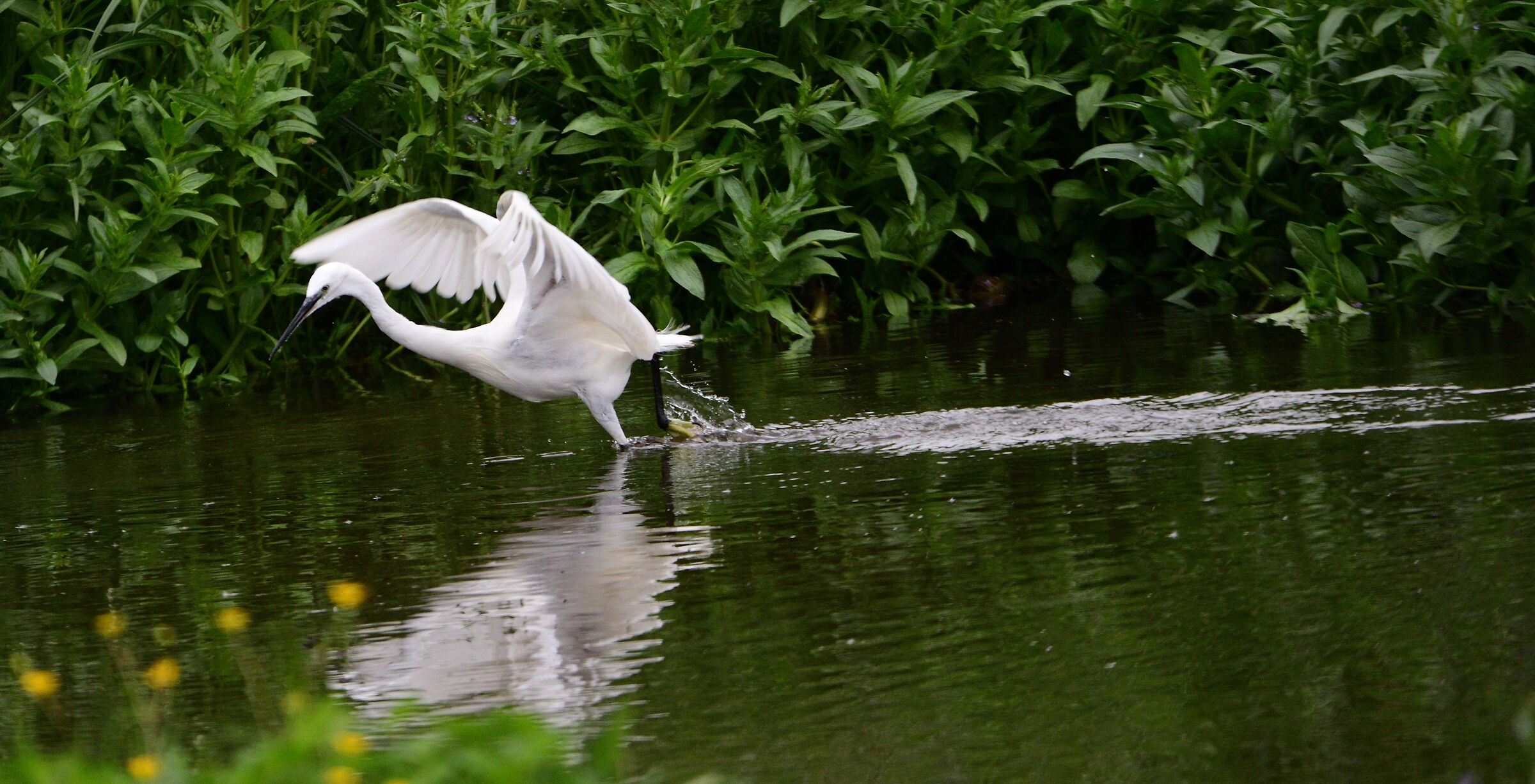 Egret
