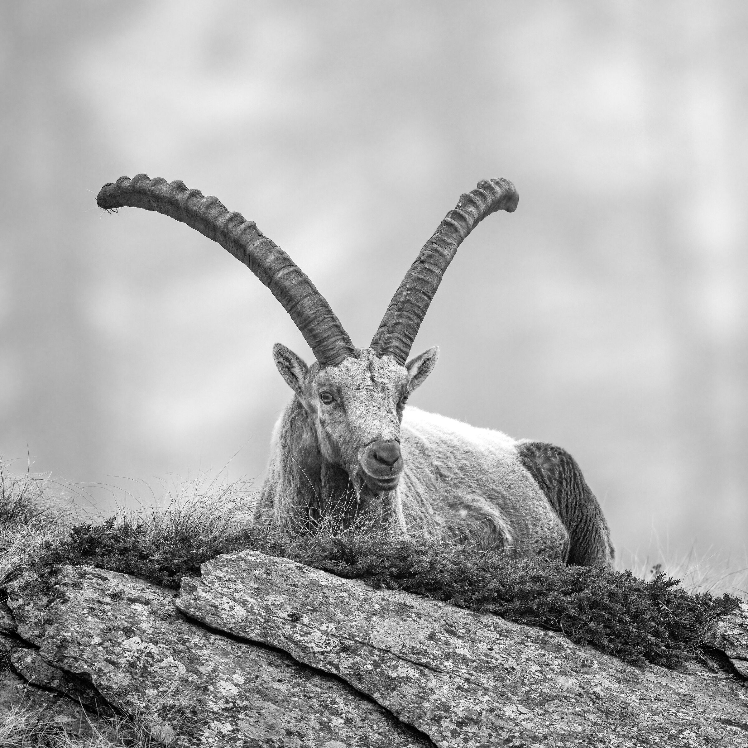 Ibex - Gran Paradiso National Park