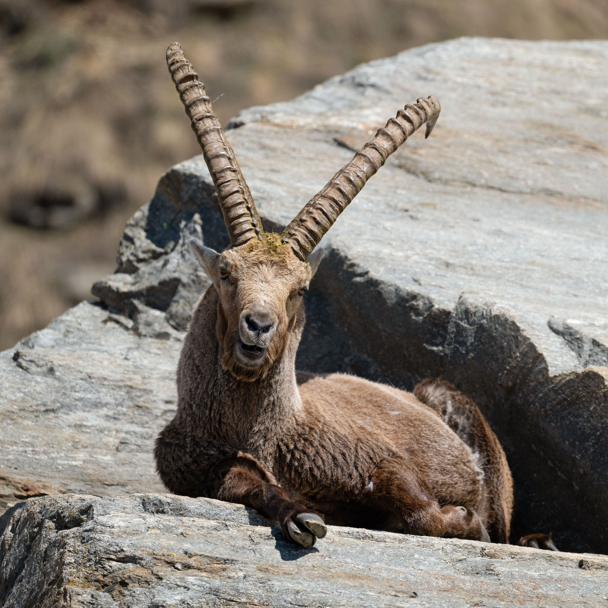 Ibex - Gran Paradiso National Park