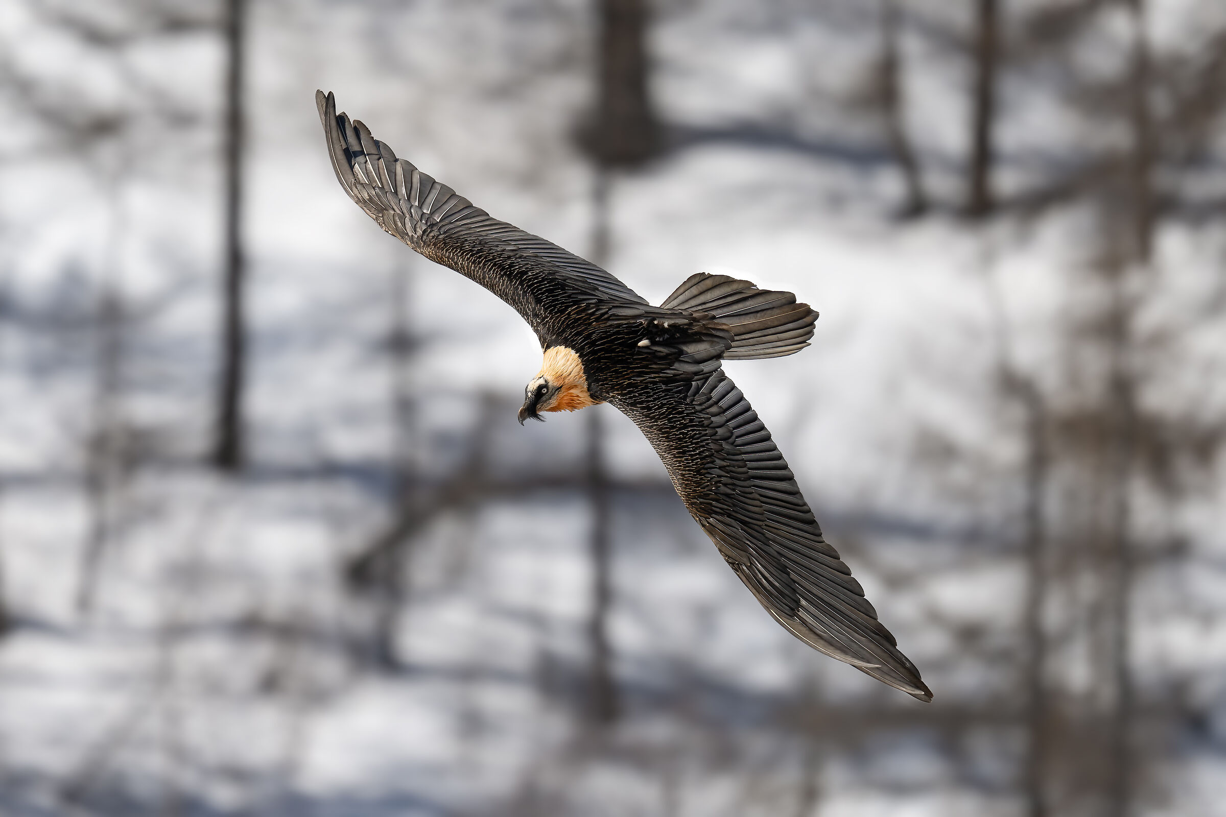 Gypaetus barbatus - Gran Paradiso National Park