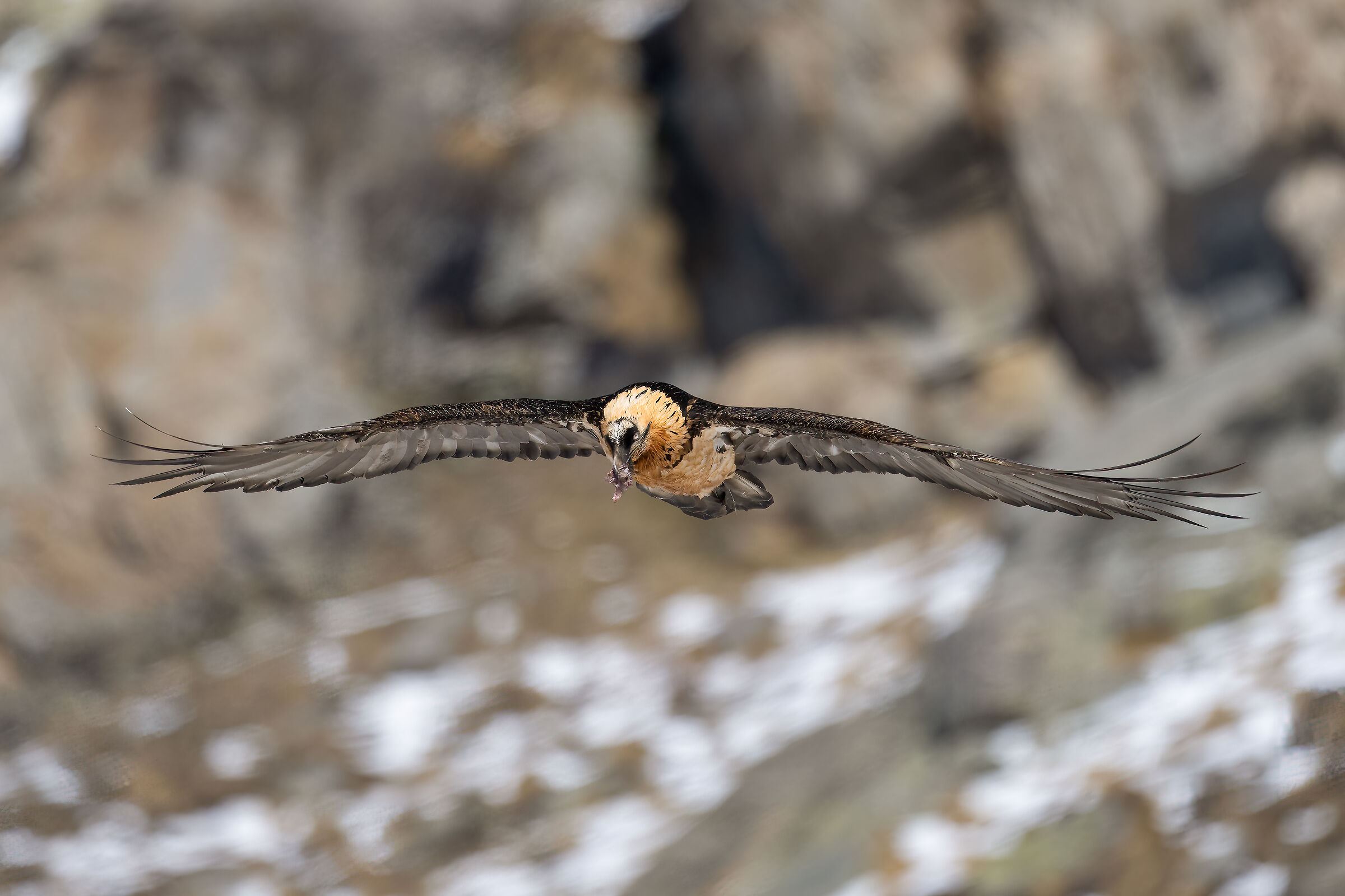 Gypaetus barbatus - Gran Paradiso National Park