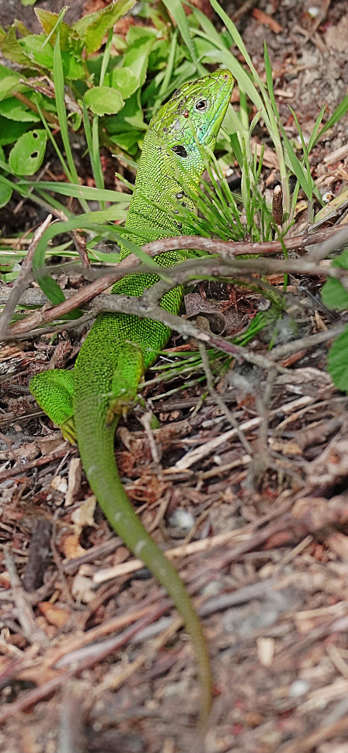 Green lizard