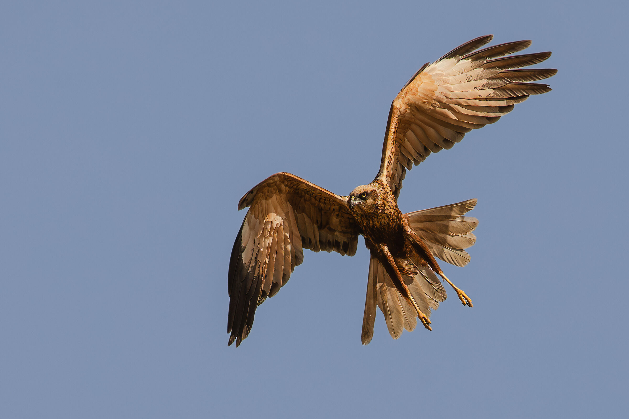 marsh harrier