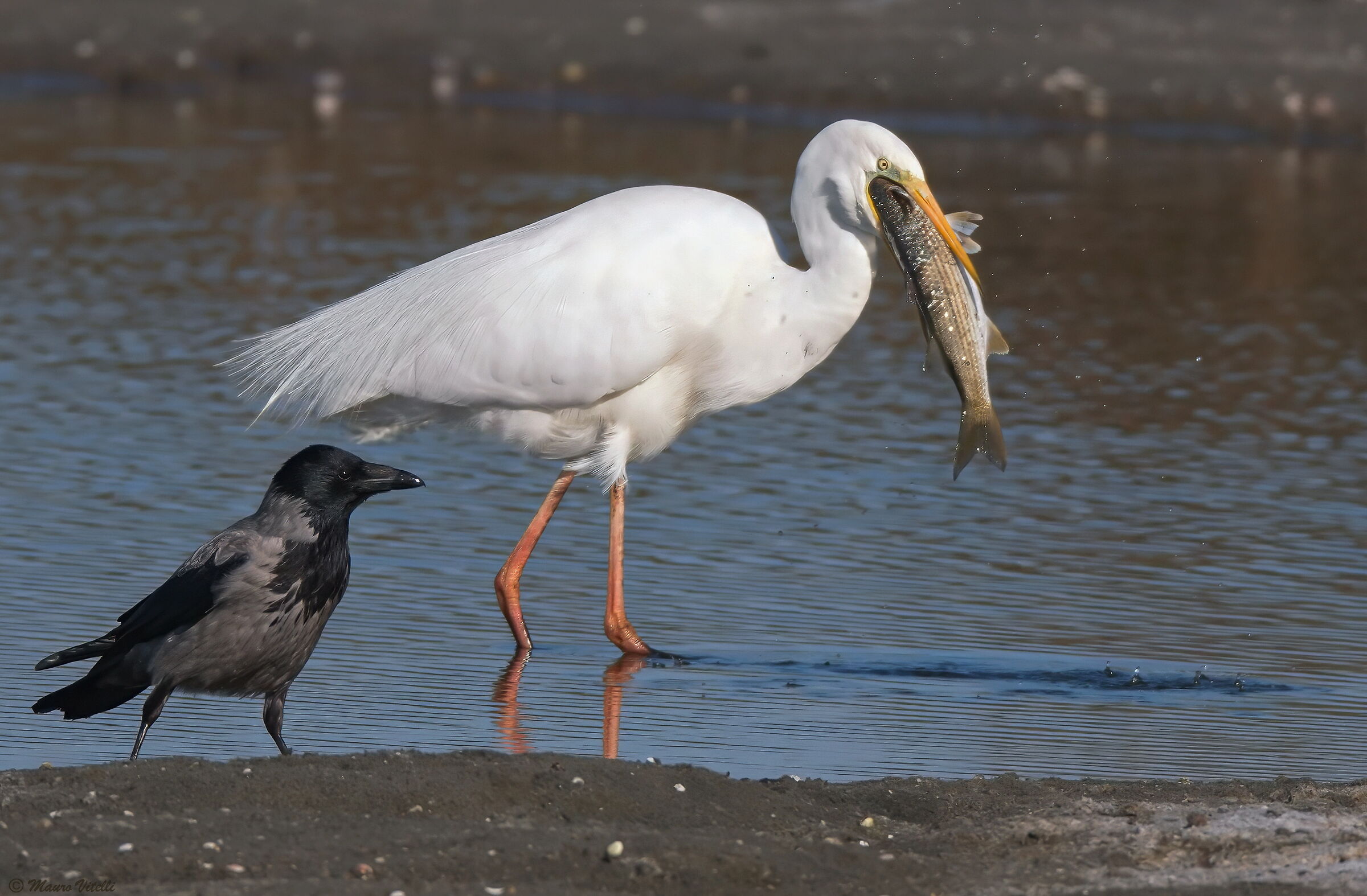 Large Catch with Spectator (Great Egret)