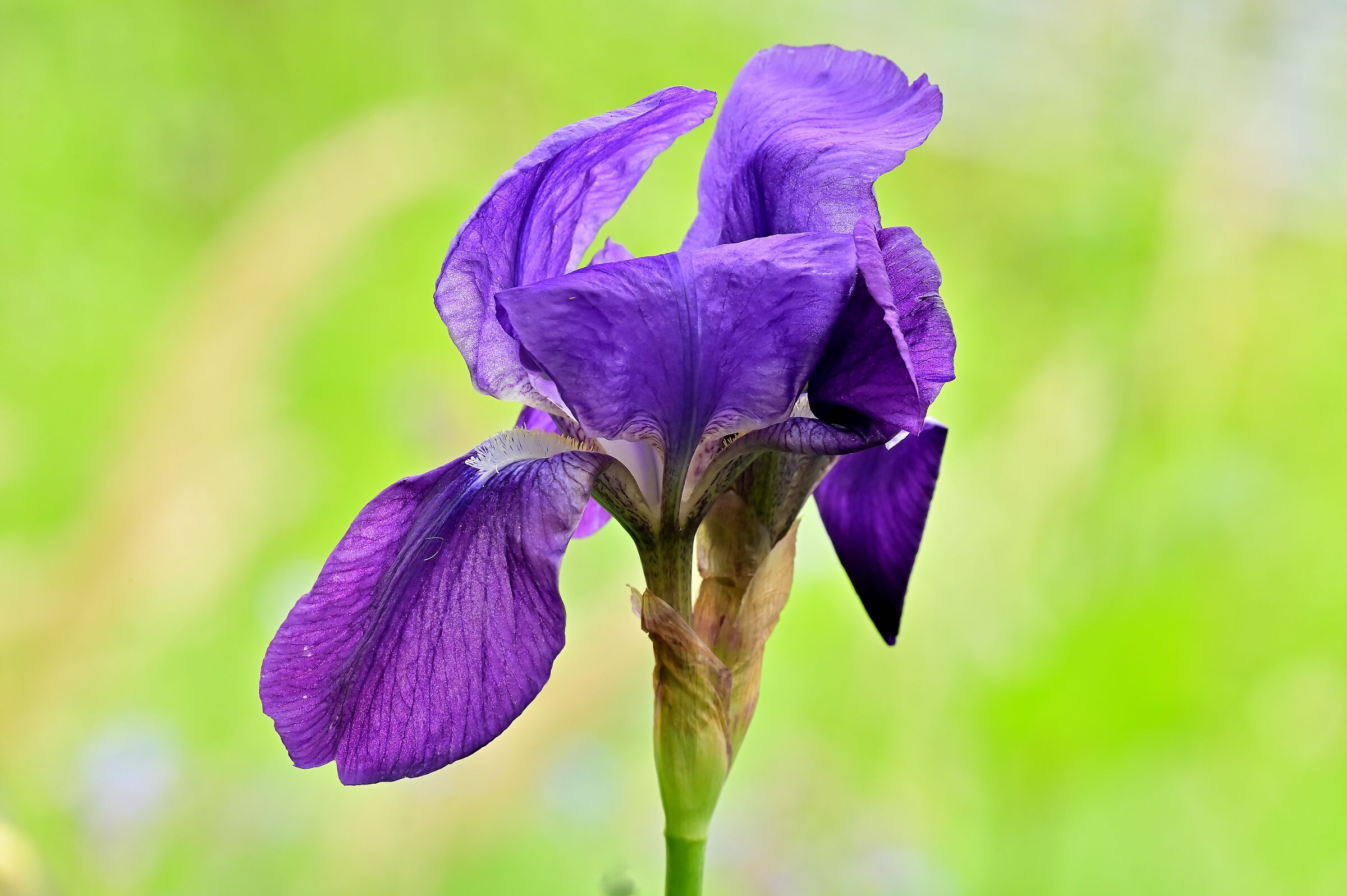 Deep Purple - "April"