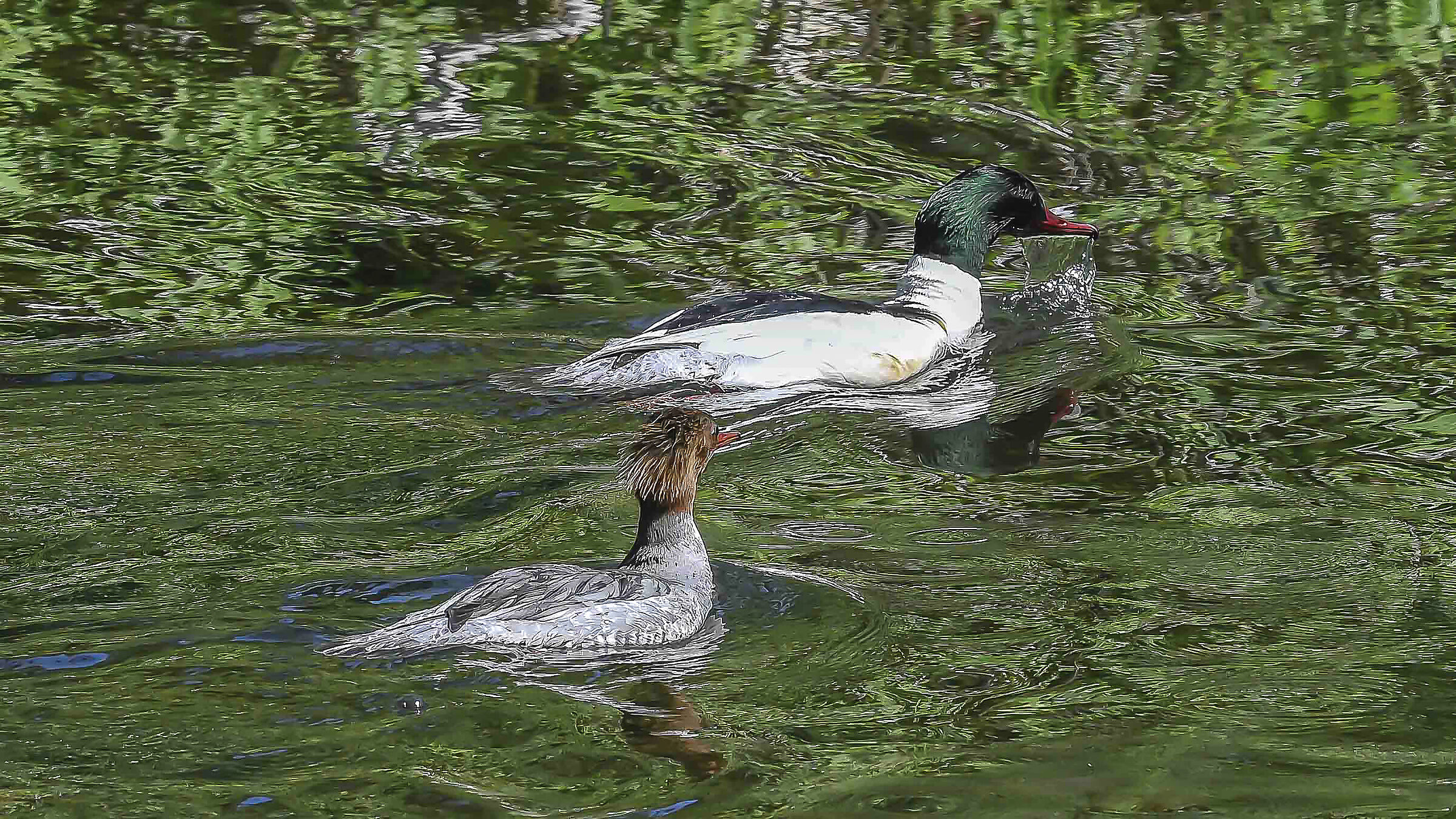 Pair of Mergansers