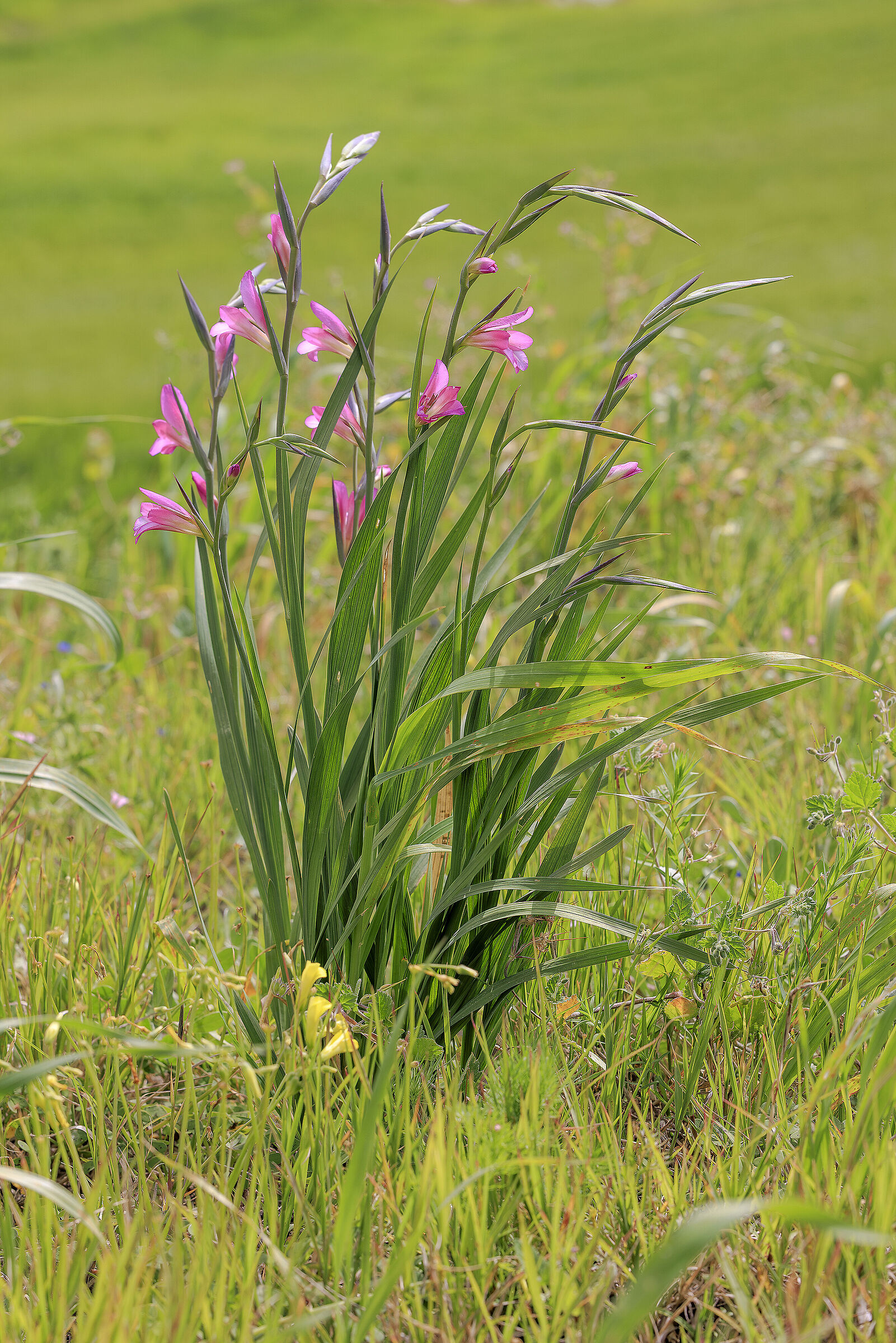 Wild Gladiolus