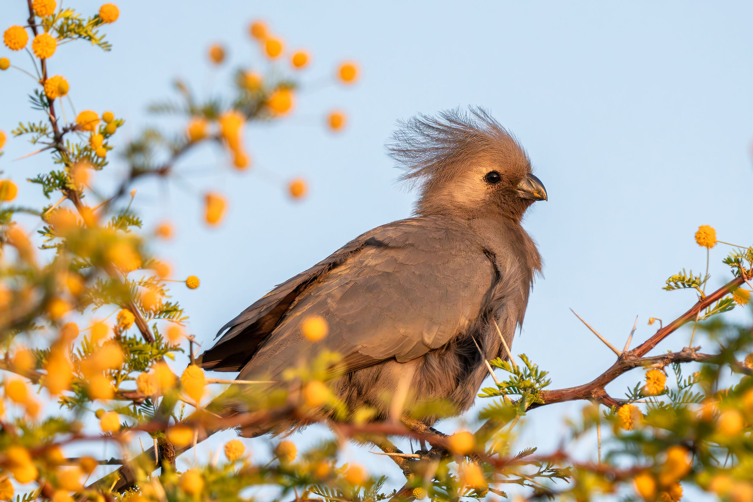 Corythaixoides concolor - Turaco unicolore