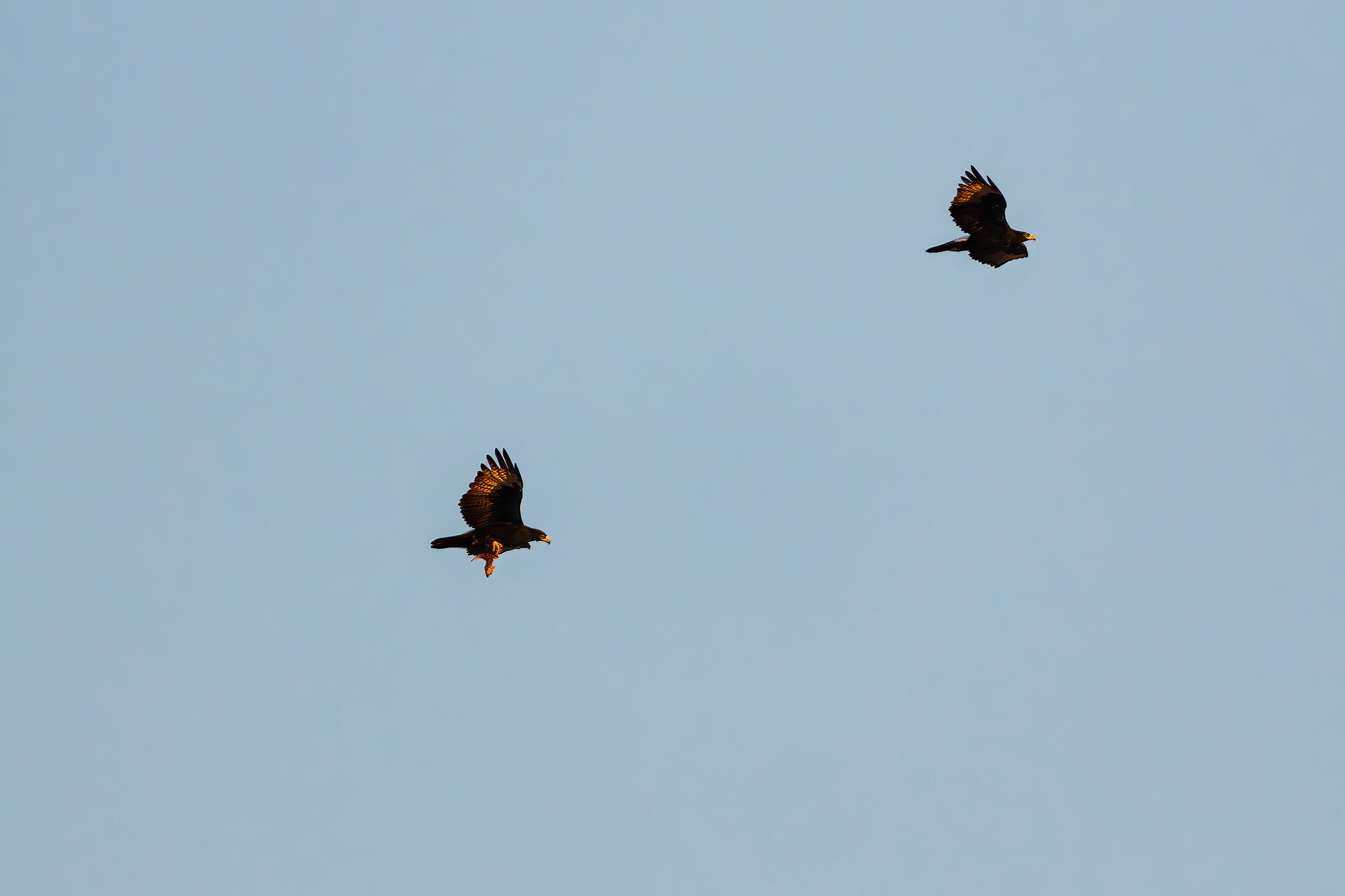 Coppia di Aquile di Verreaux con preda