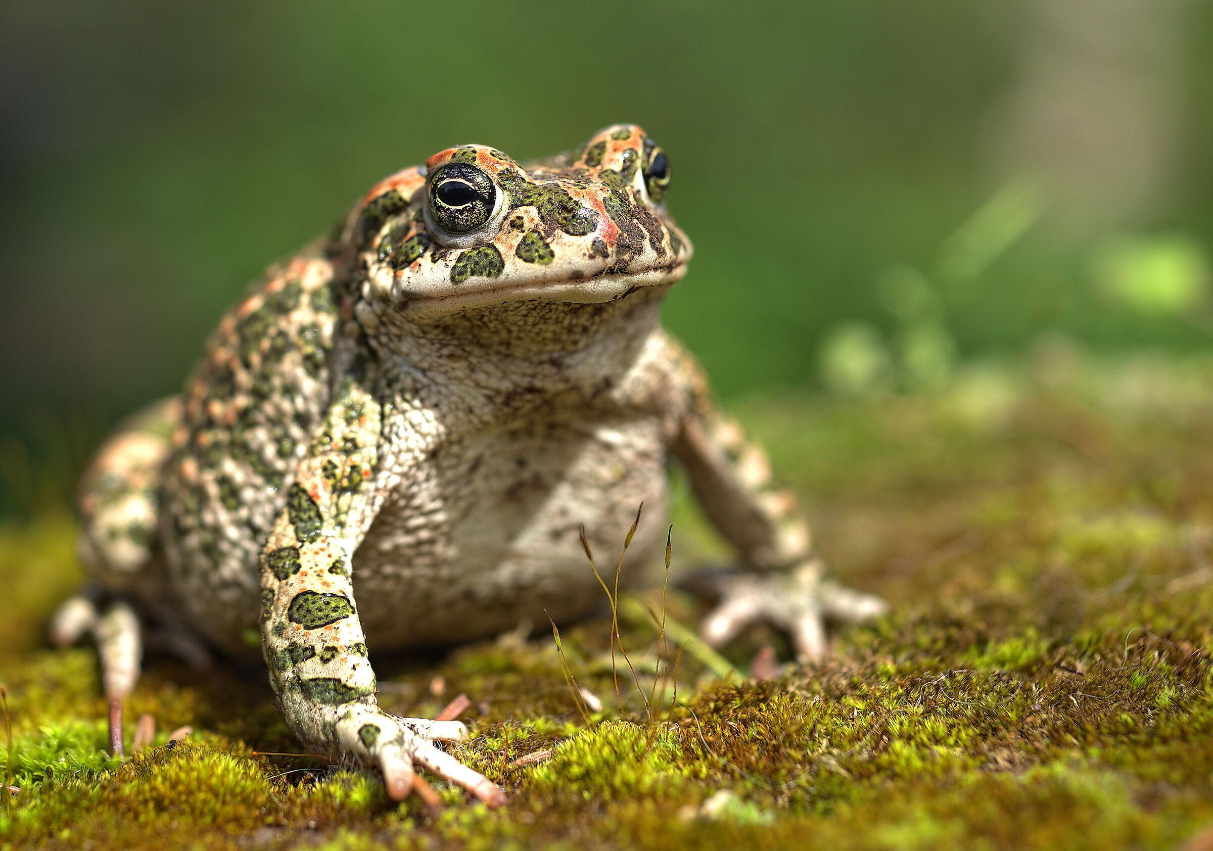 Emerald Toad Female
