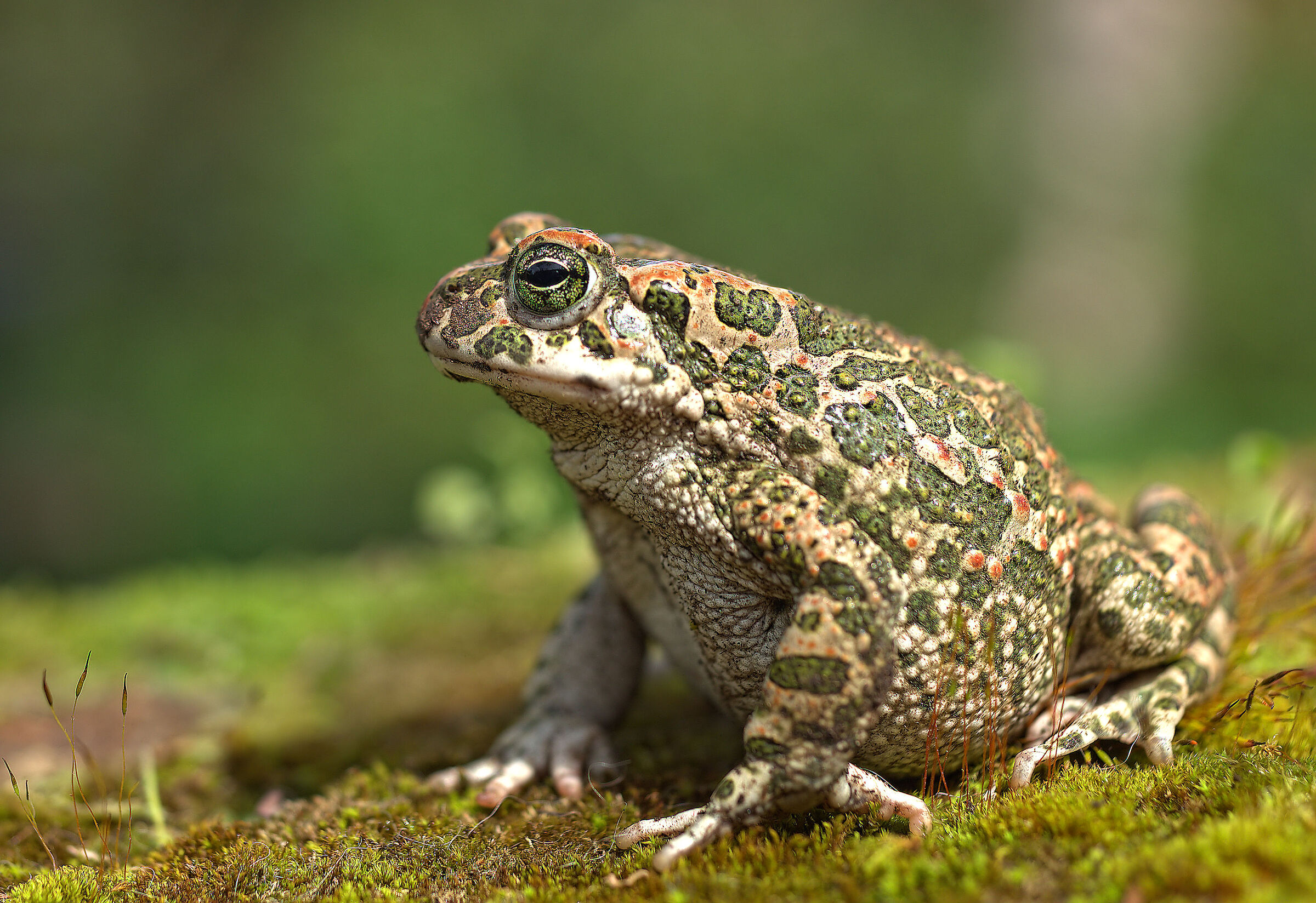 Emerald Toad Female