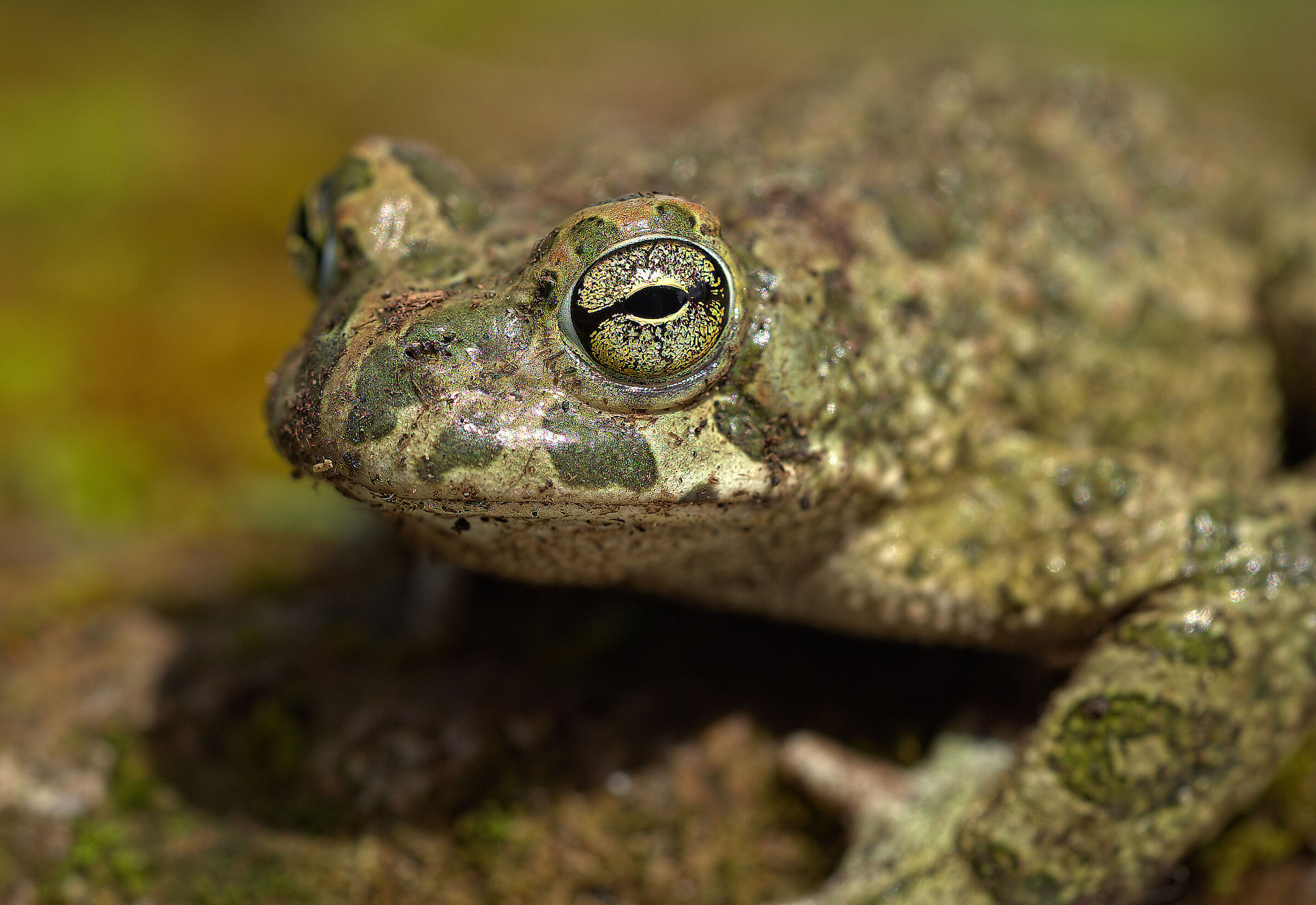 Male Emerald Toad