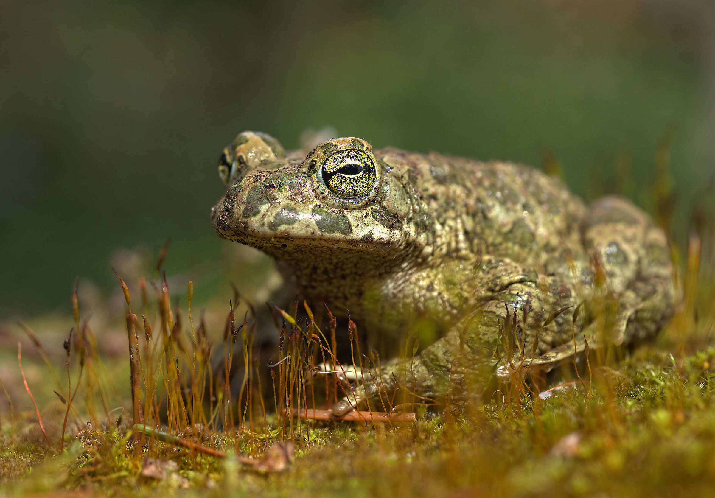 Male Emerald Toad