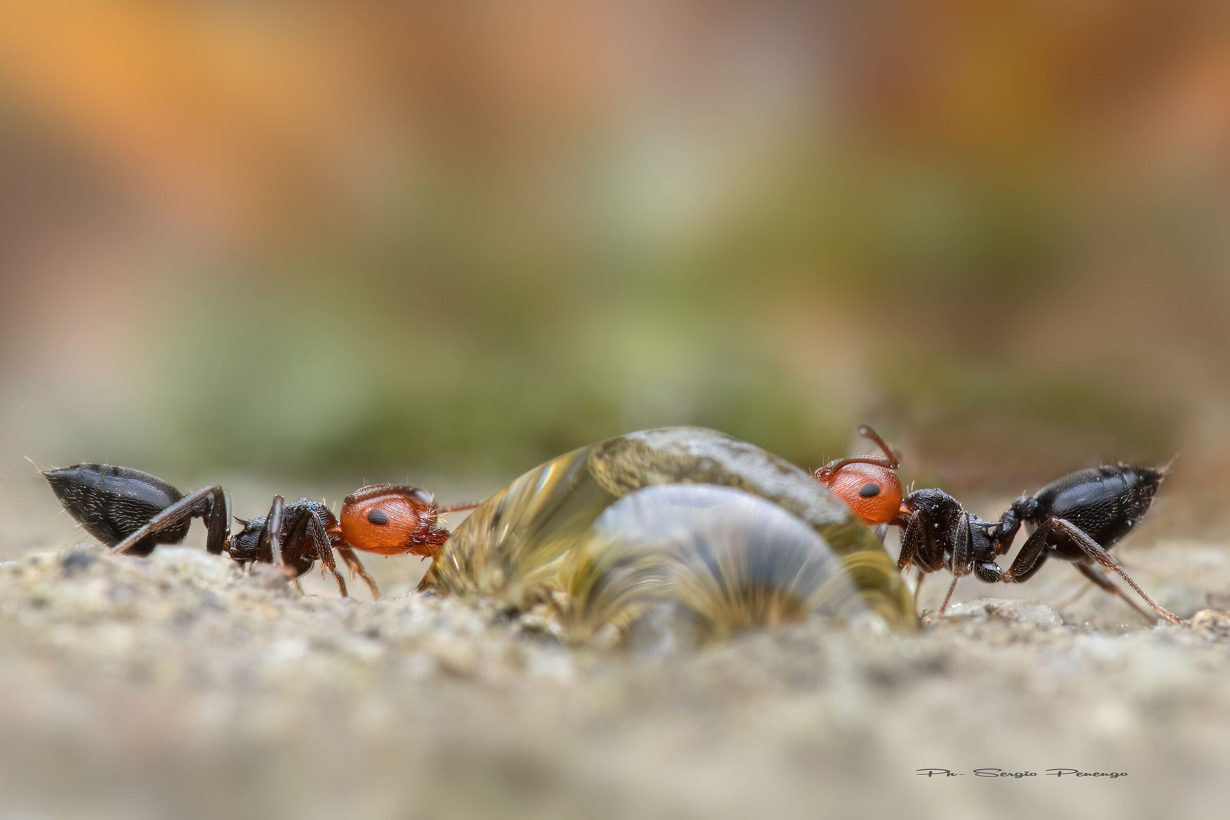 What a Thirst (Red Ants)