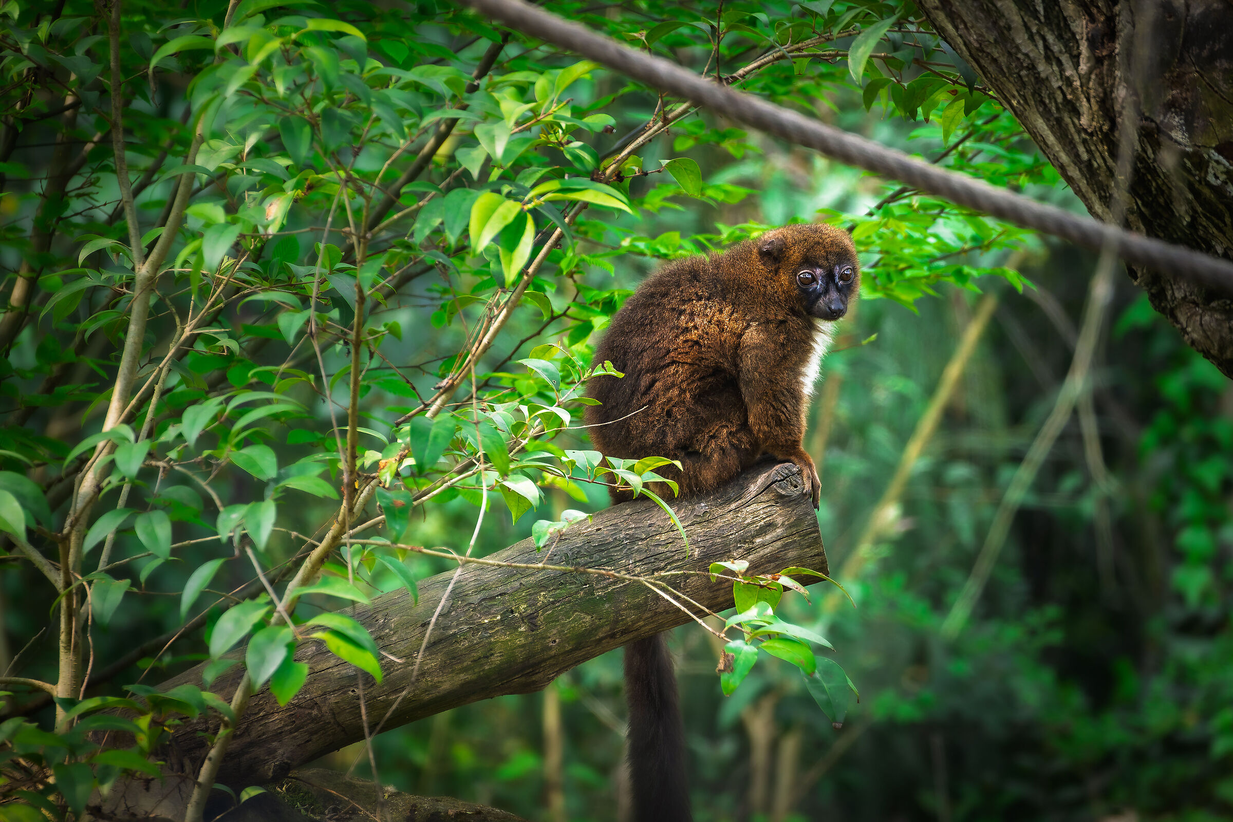 Lemure dal ventre rosso