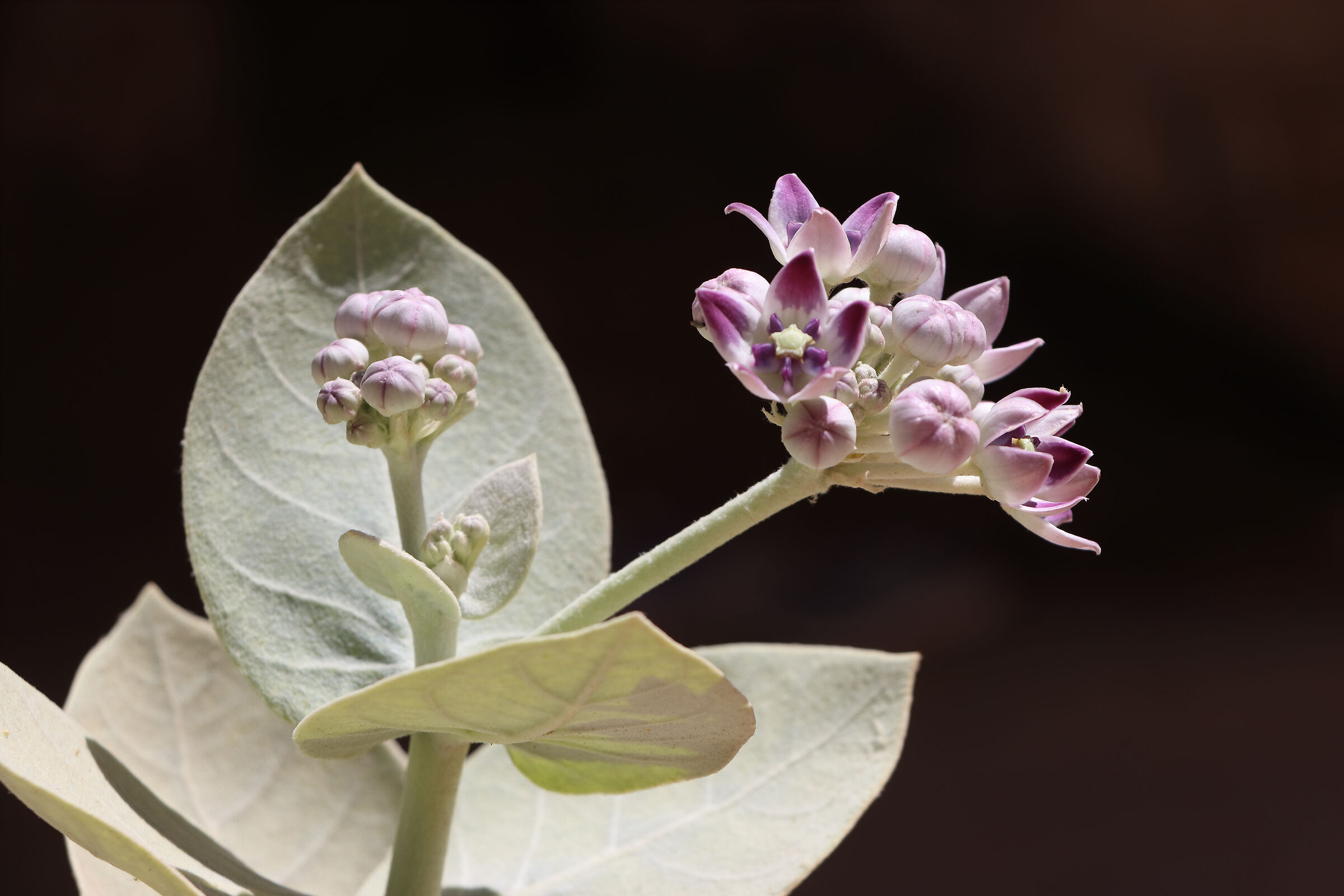 The flowers of the desert