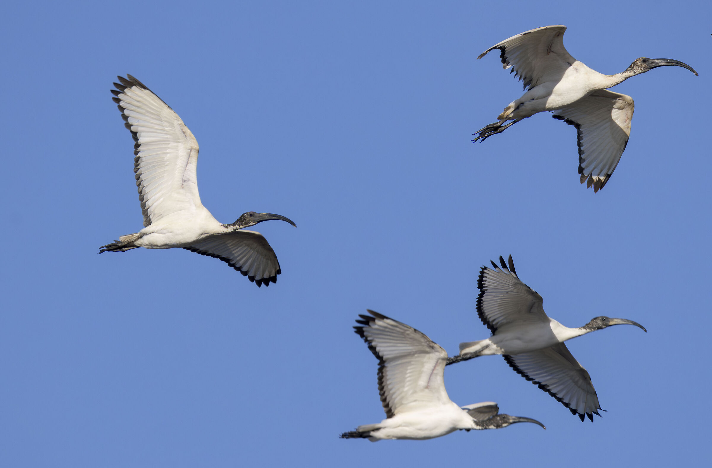 ibis in flight
