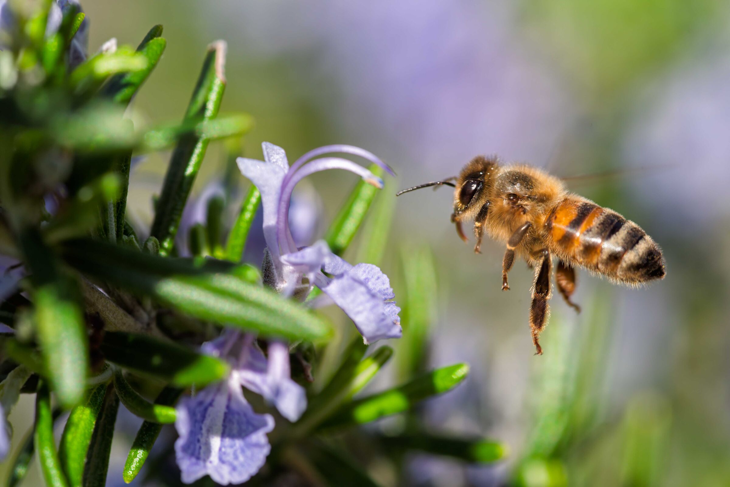 The bee and the rosemary