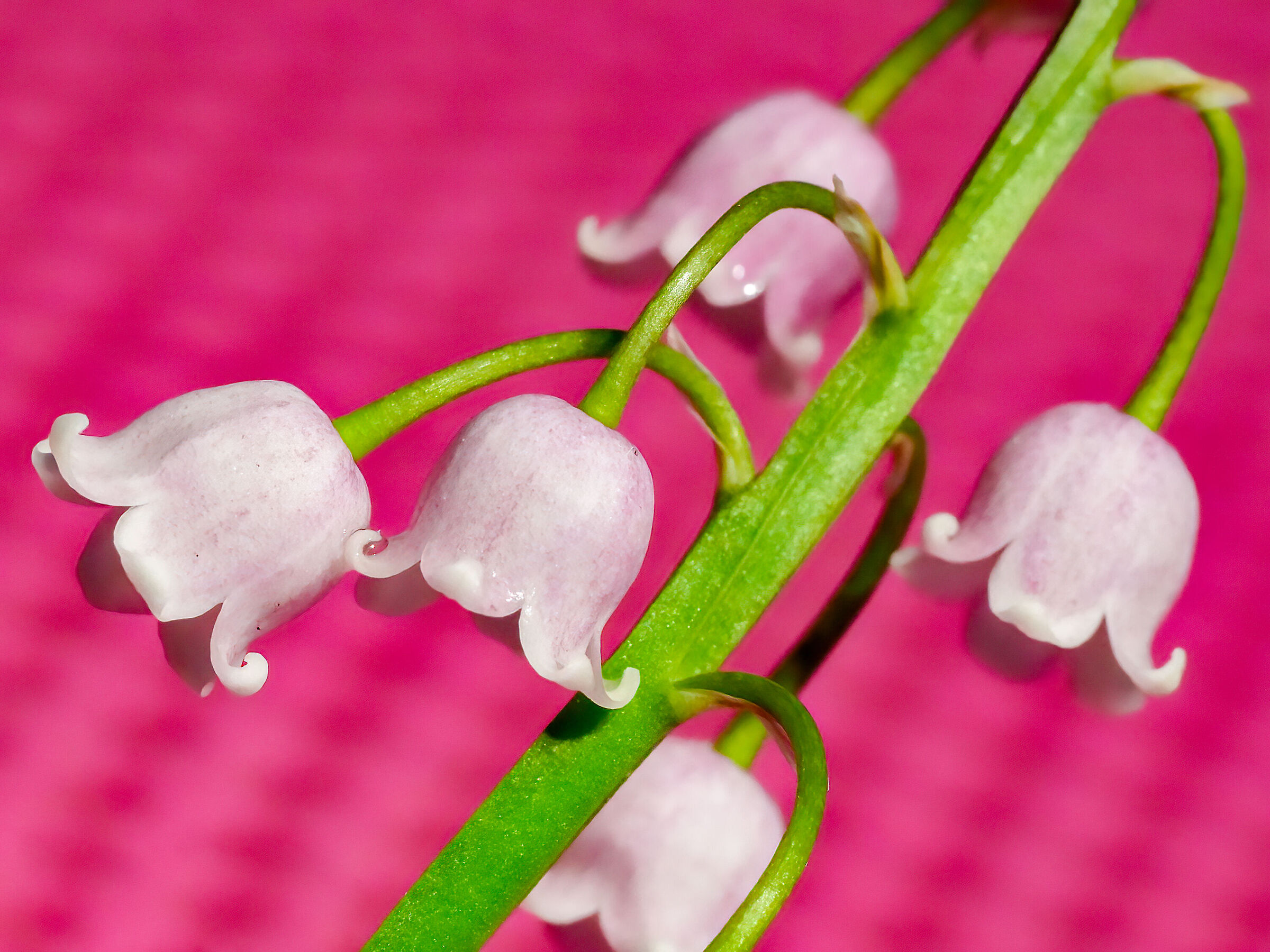 Pink lily of the valley