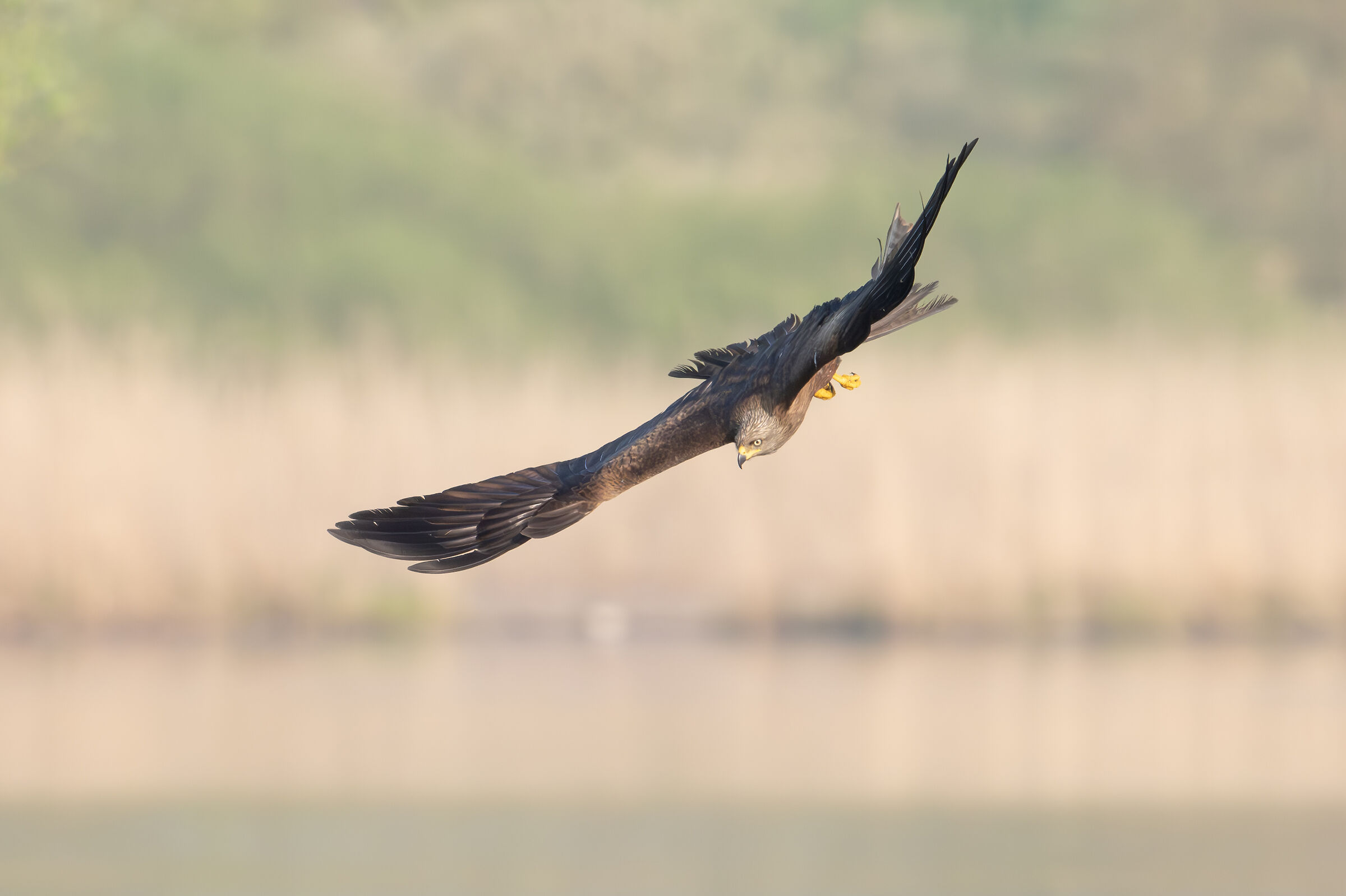 black kite