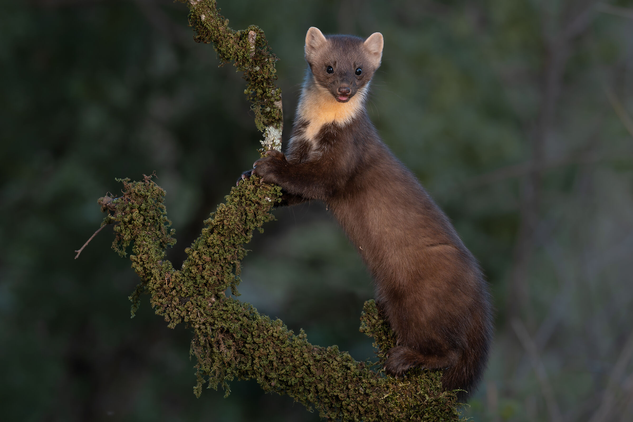 Hunting marten