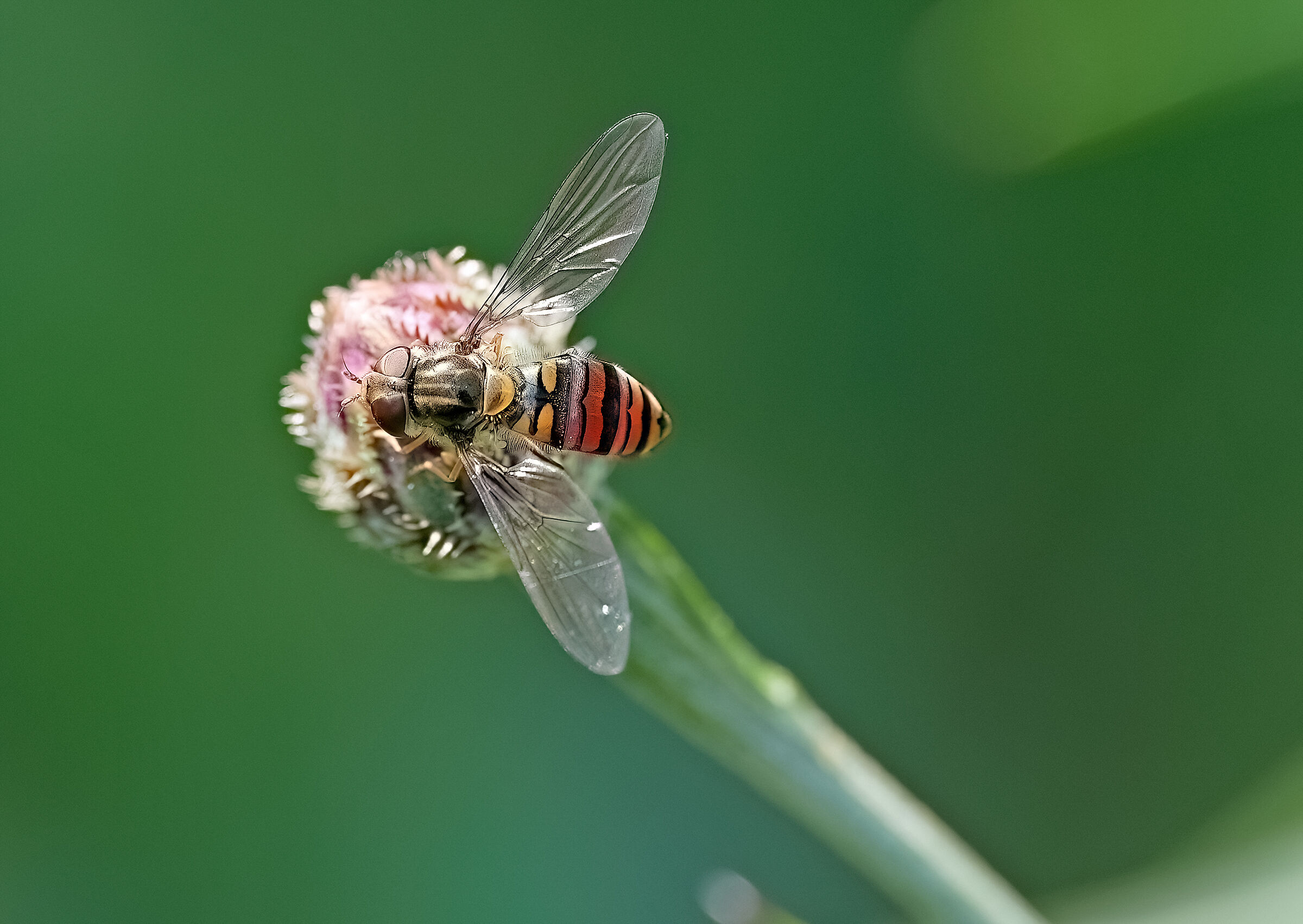 Rainbow Bee